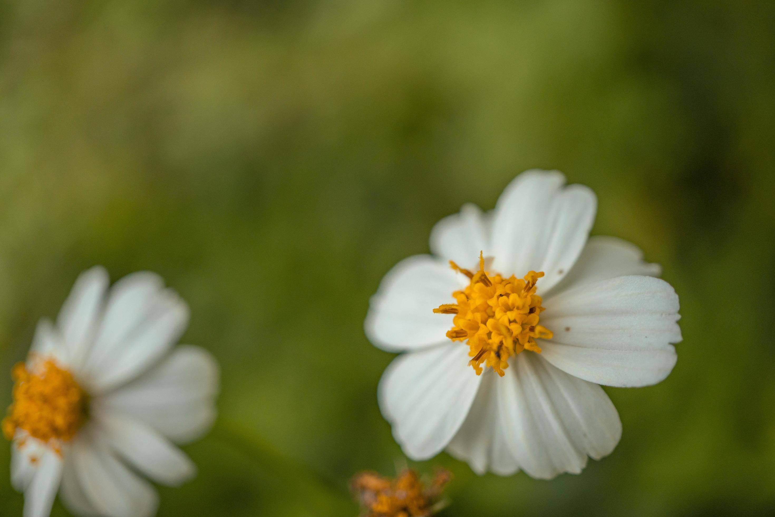 Macro photo of meadow flower white, pink yellow and violet color. The photo is suitable to use for nature flower background, poster and advertising. Stock Free