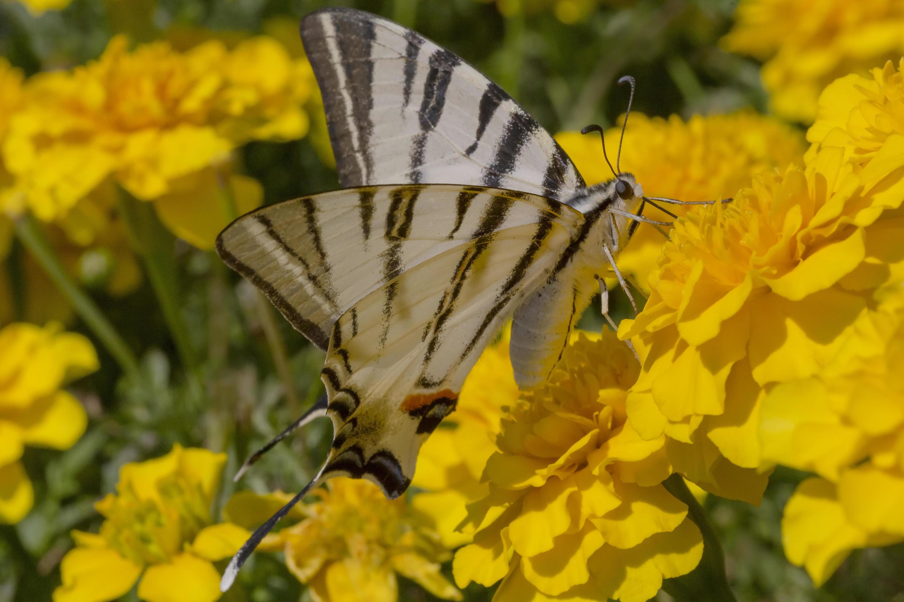 swallowtail butterfly sitting on yellow marigold flower Stock Free