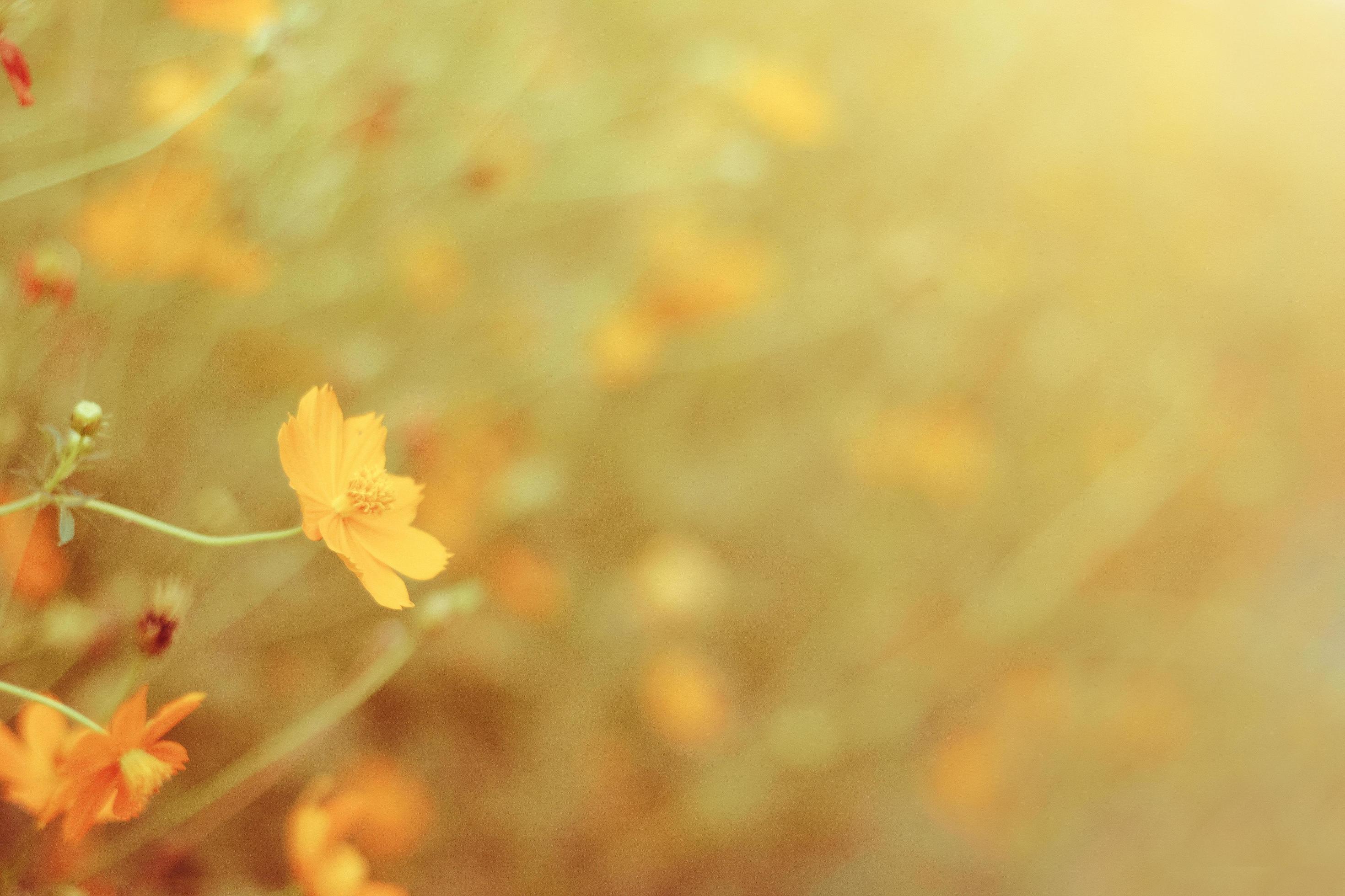 Blooming sulfur cosmos flowers field Stock Free