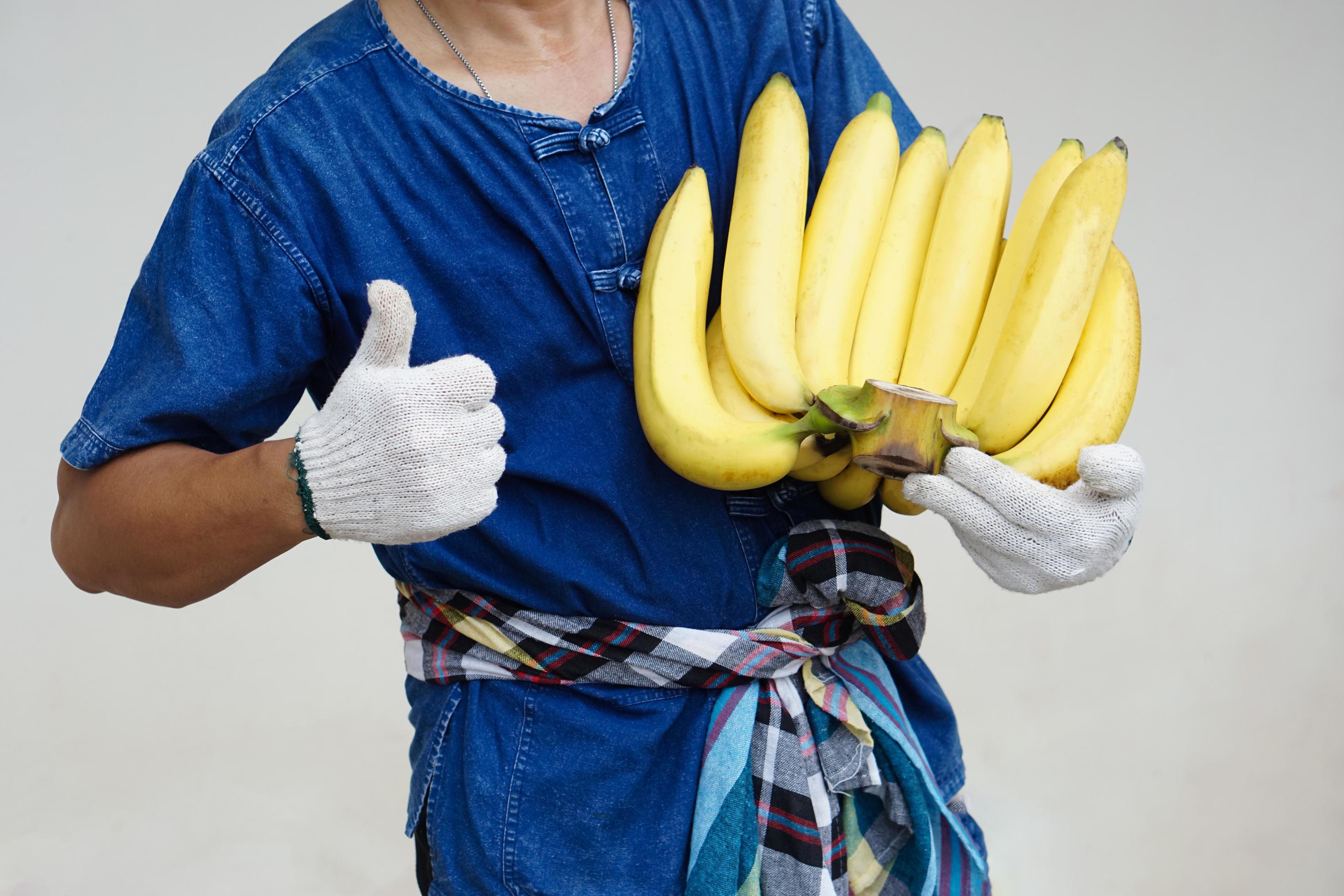 Closeup farmer holds organic yellow bananas. Concept Agriculture crop in Thailand. Thai farmers grow bananas for sell as family business or share. Stock Free