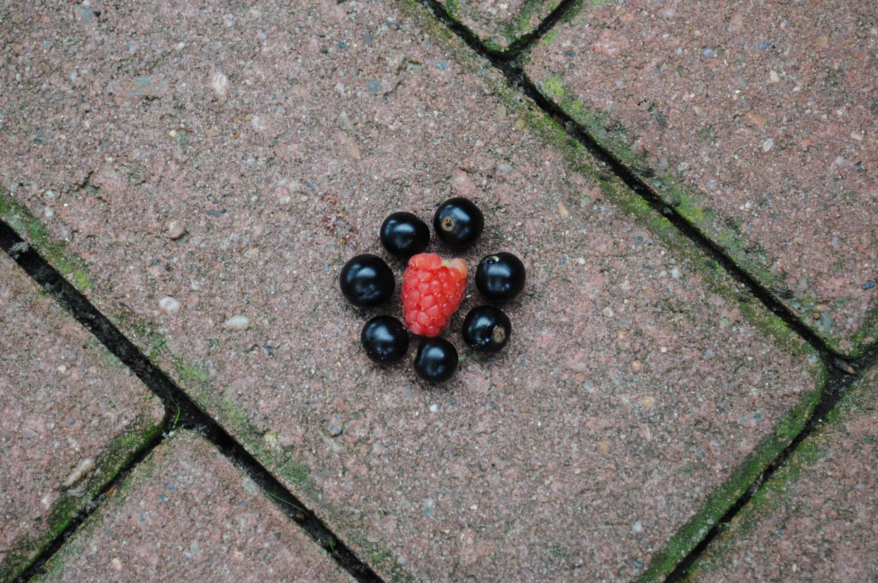 Raspberry and blackberries Stock Free