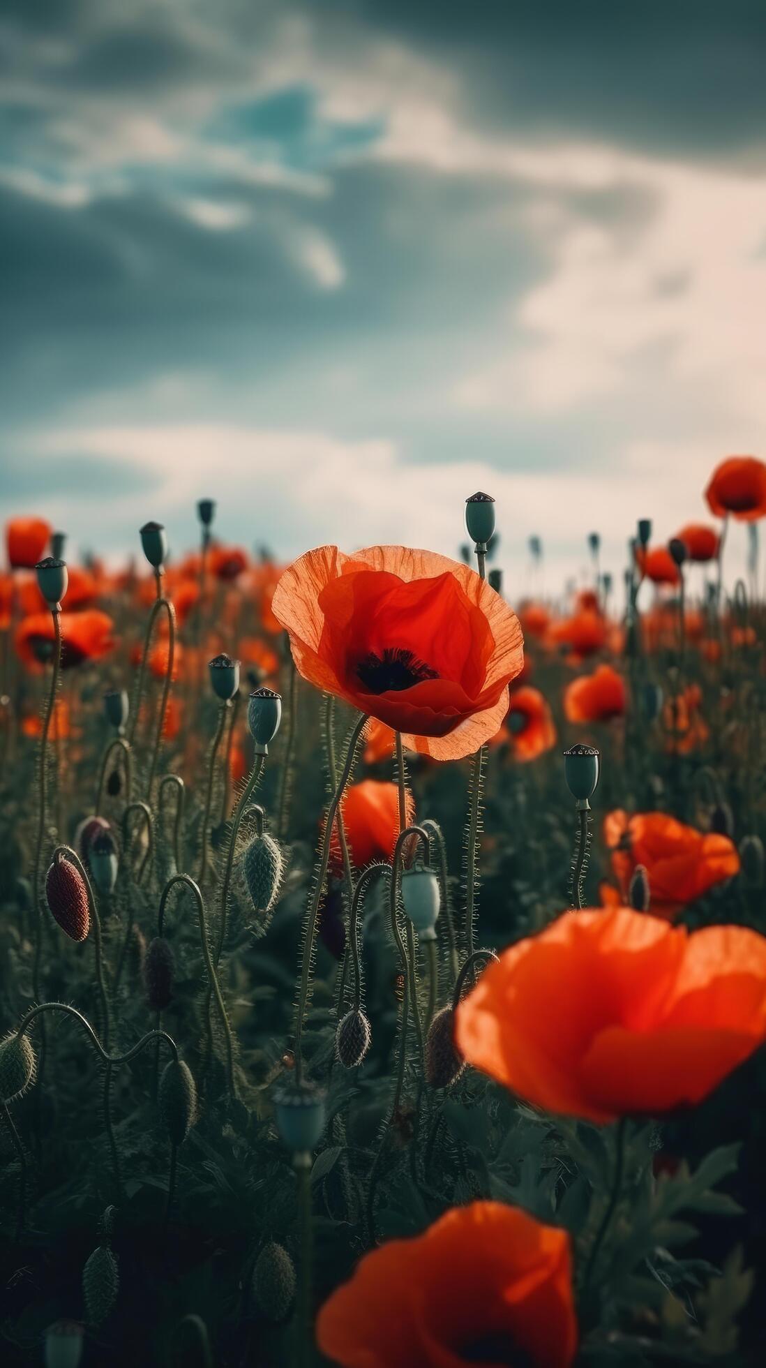 Poppy flower background for Anzac day. Illustration Stock Free