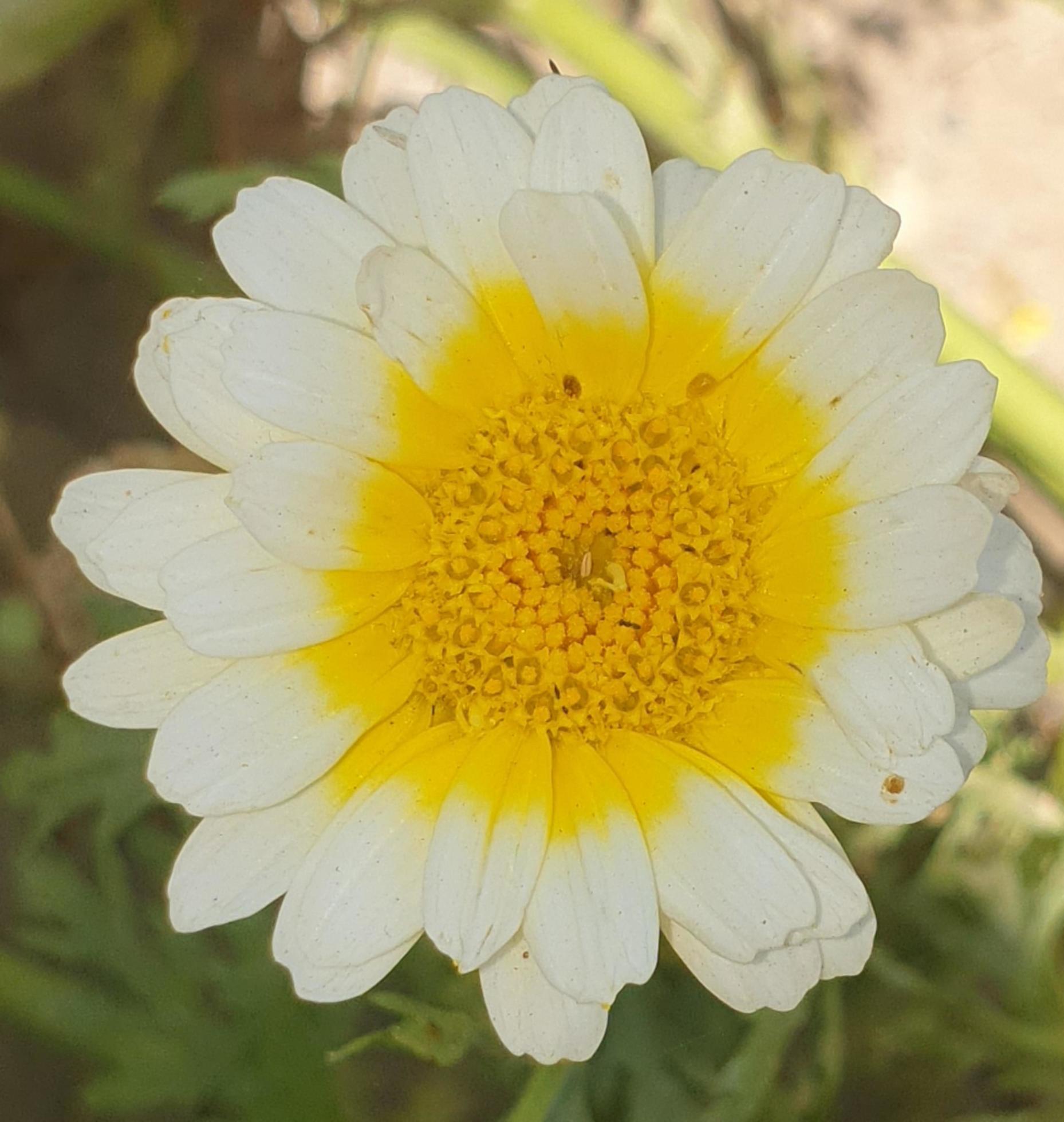 white daisy flower Stock Free