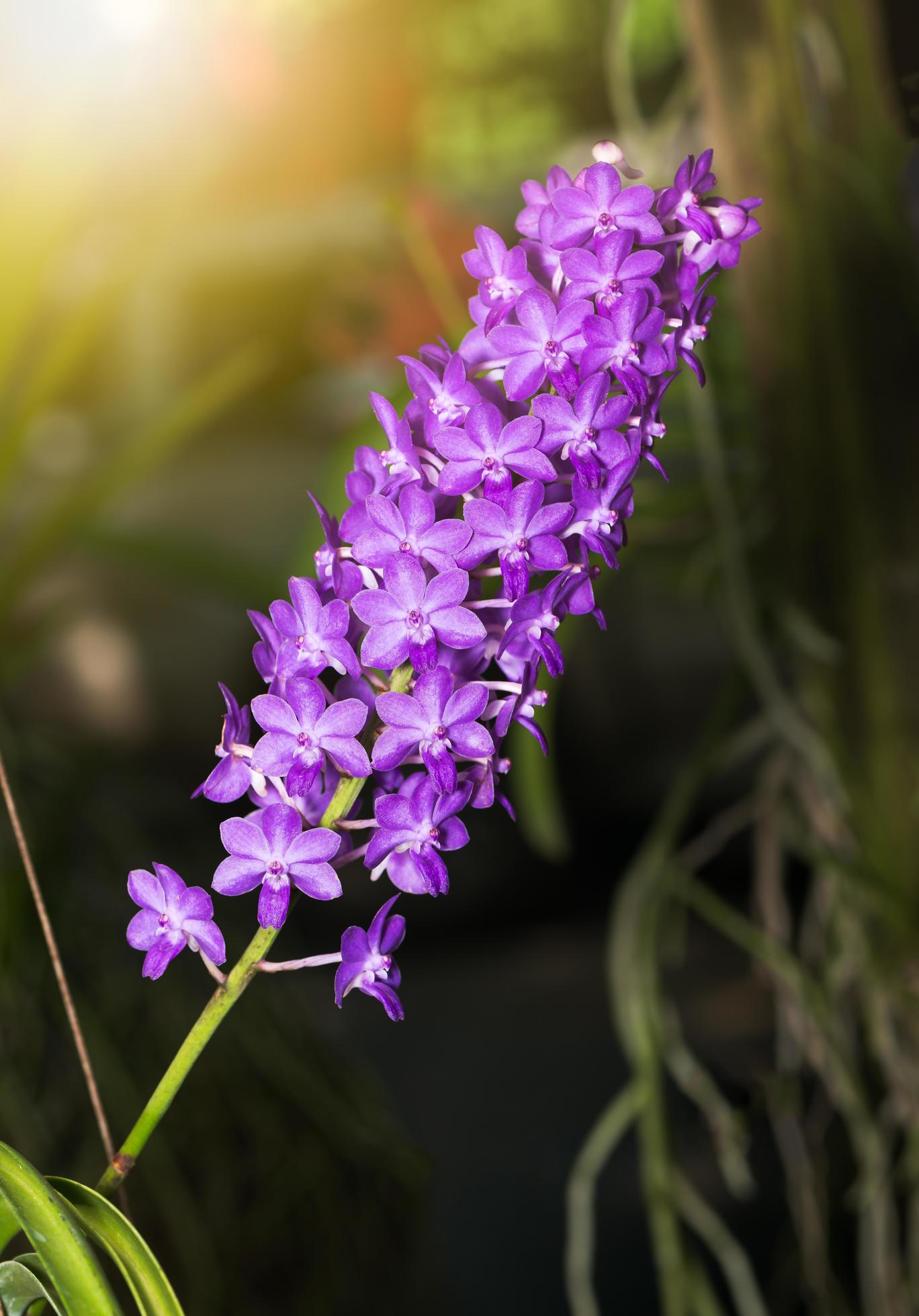 Hybrid purple Vanda orchid flower Stock Free