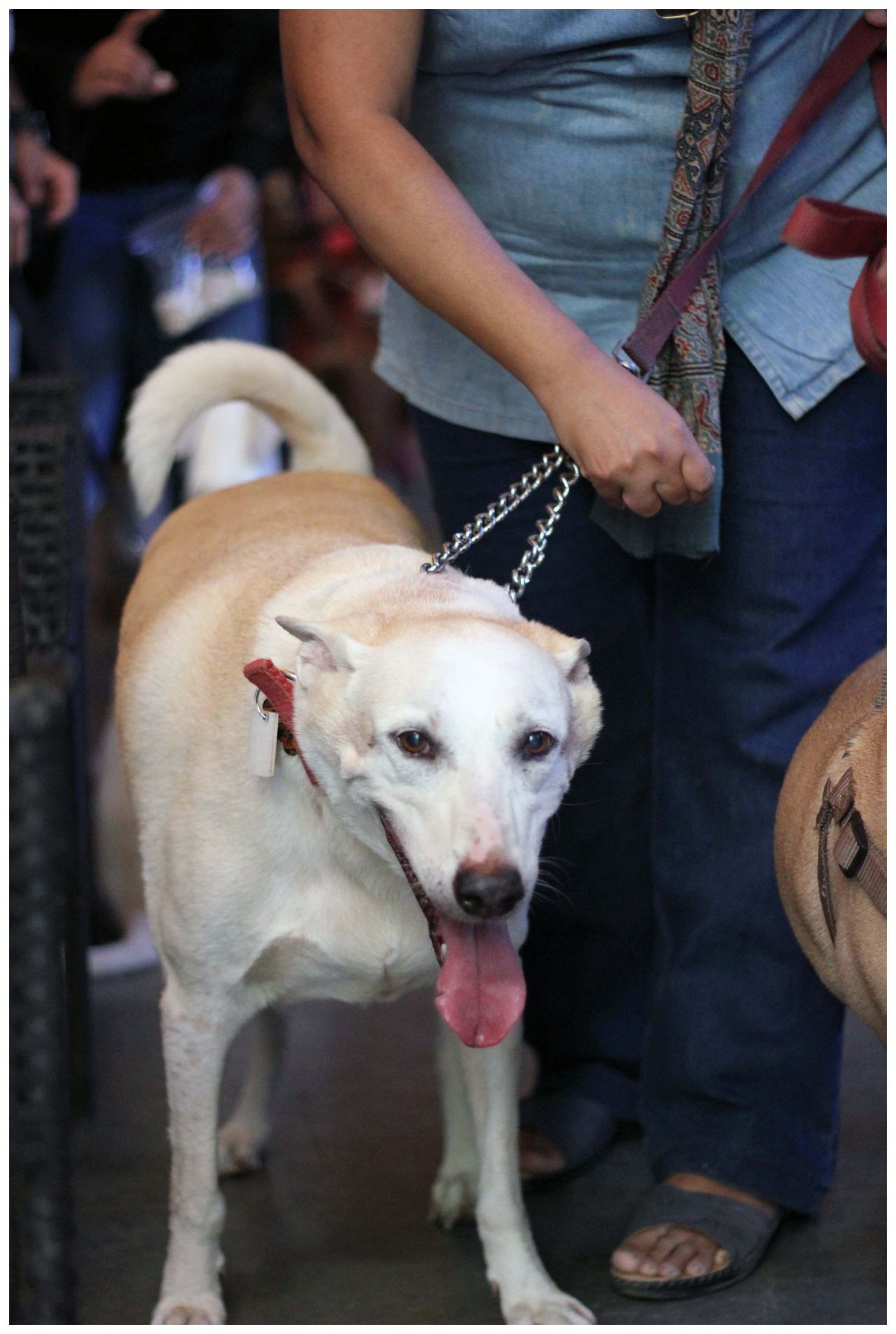 White Dog With Owner Stock Free