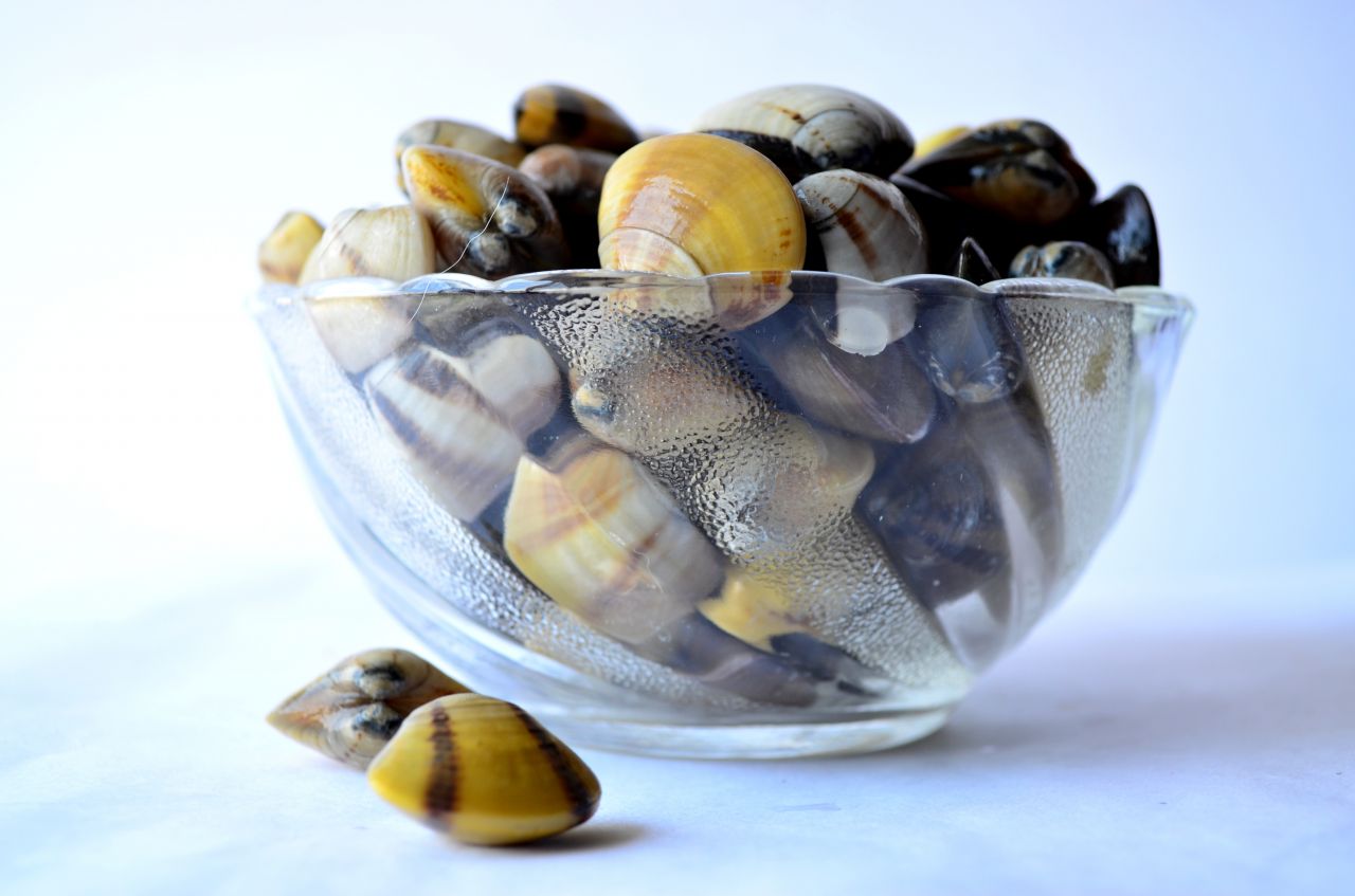 Sea Shells Bowl 3 Stock Free