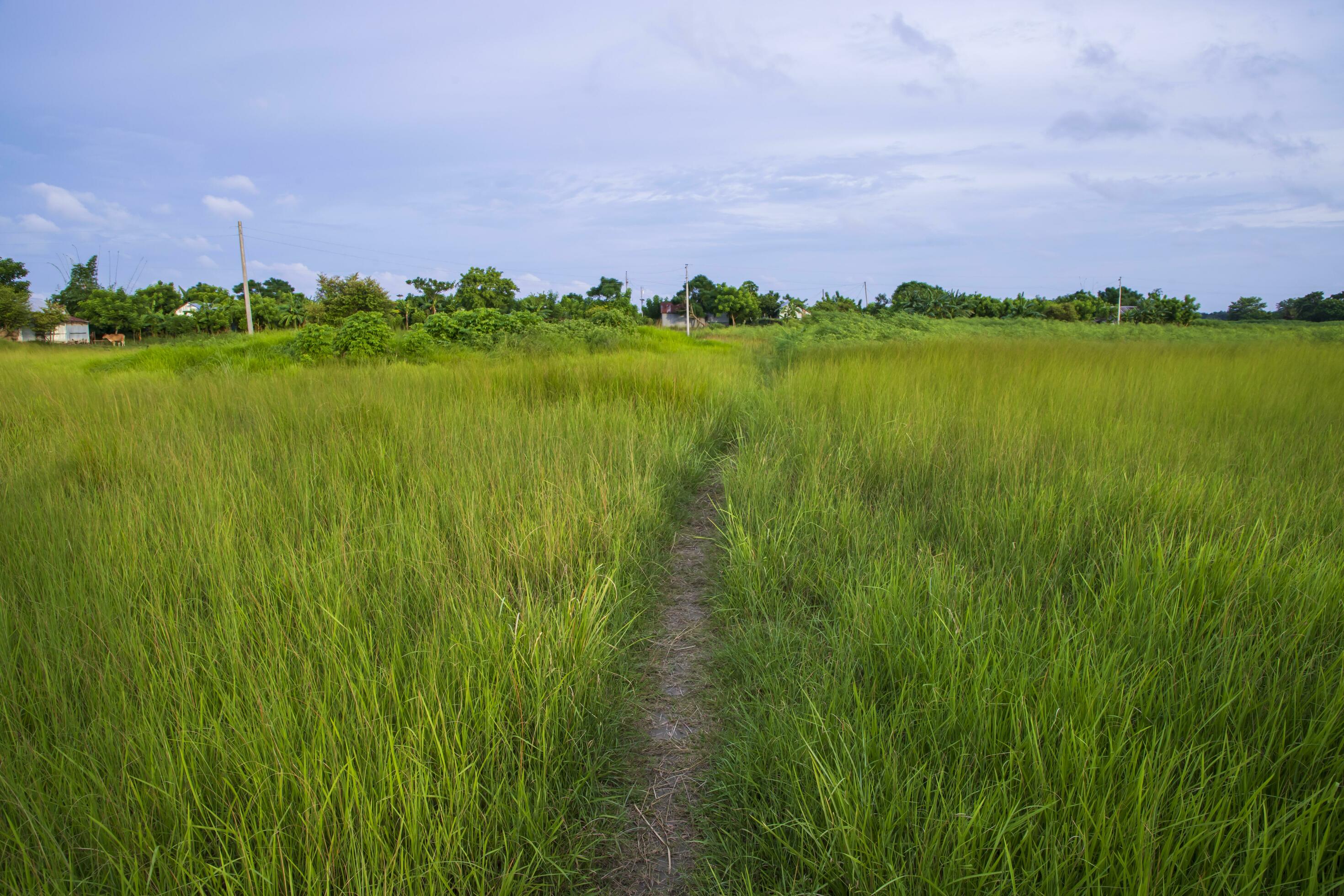 Natural Landscape view of green grass field with blue sky Stock Free