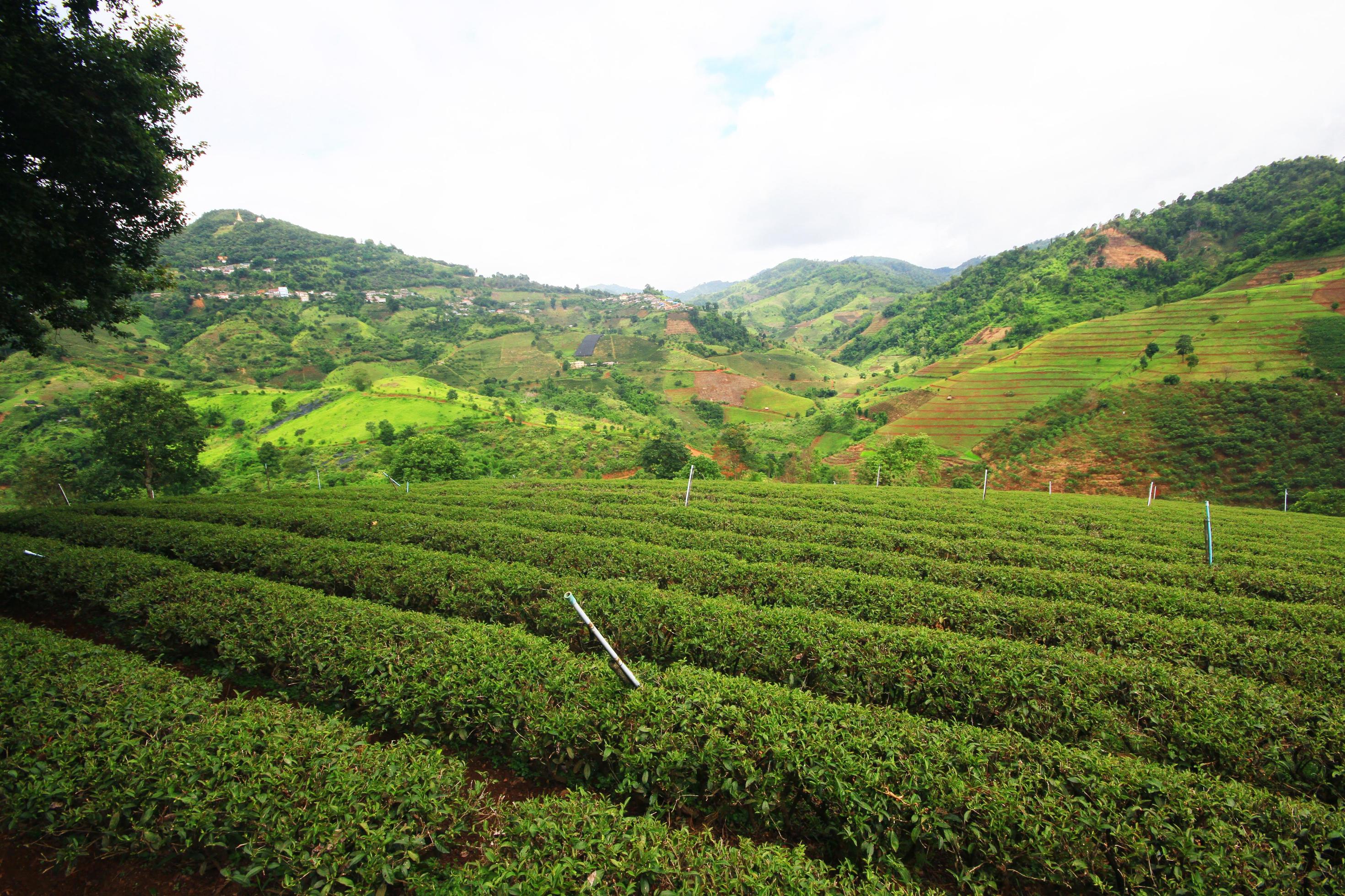 Tea Plantation in sunrise on the mountain and forest is very beautiful view in Chiangrai Province, Thailand. Stock Free