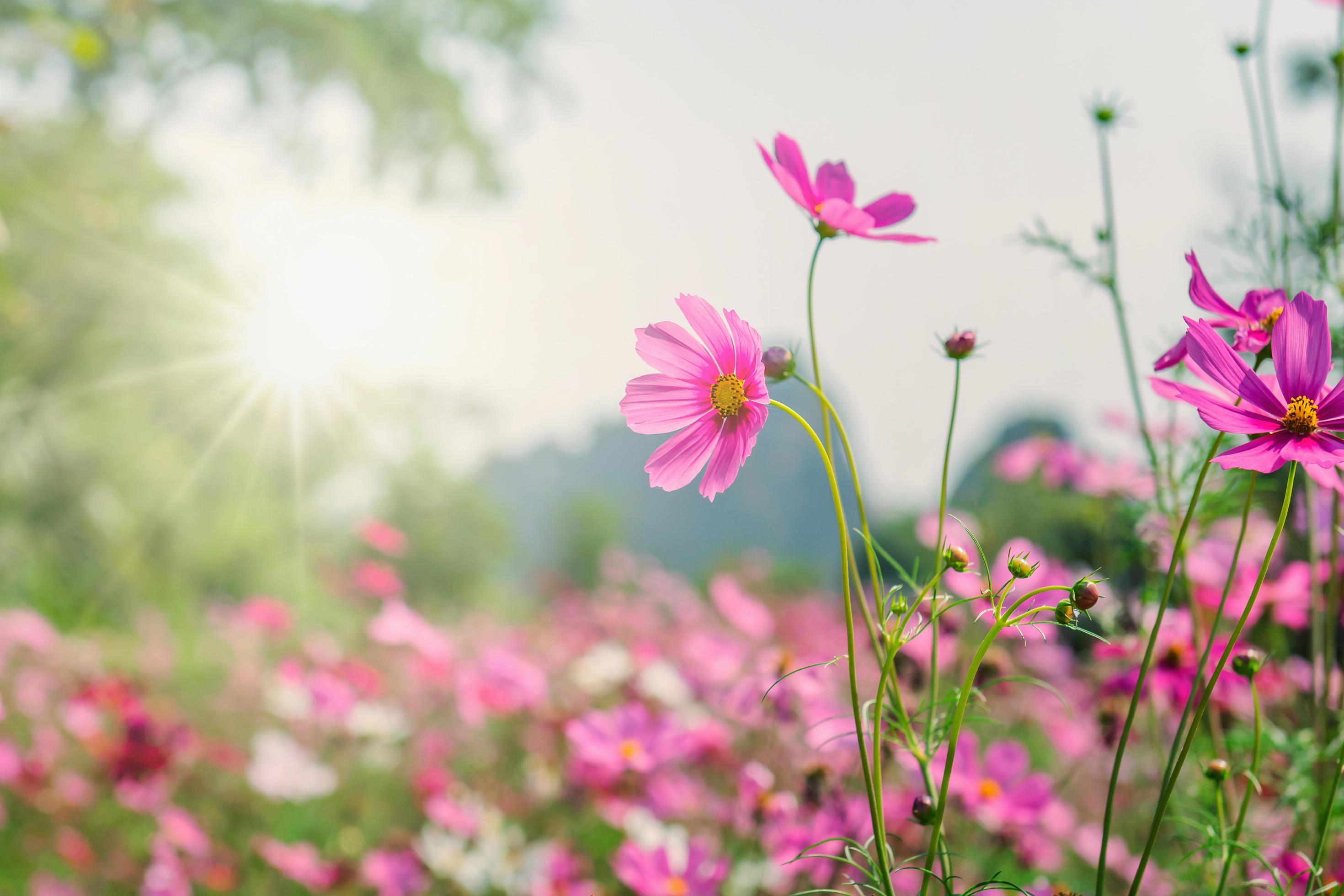 cosmos flower blooming in garden with sunshine Stock Free