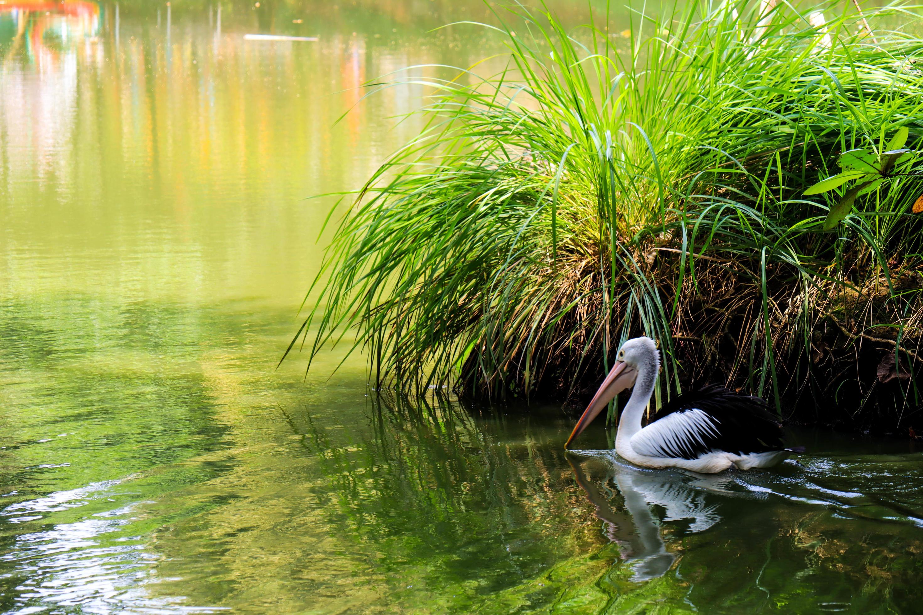 beautiful pelicans swimming in the lake. Stock Free