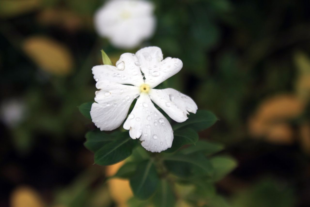 White Flower Stock Free