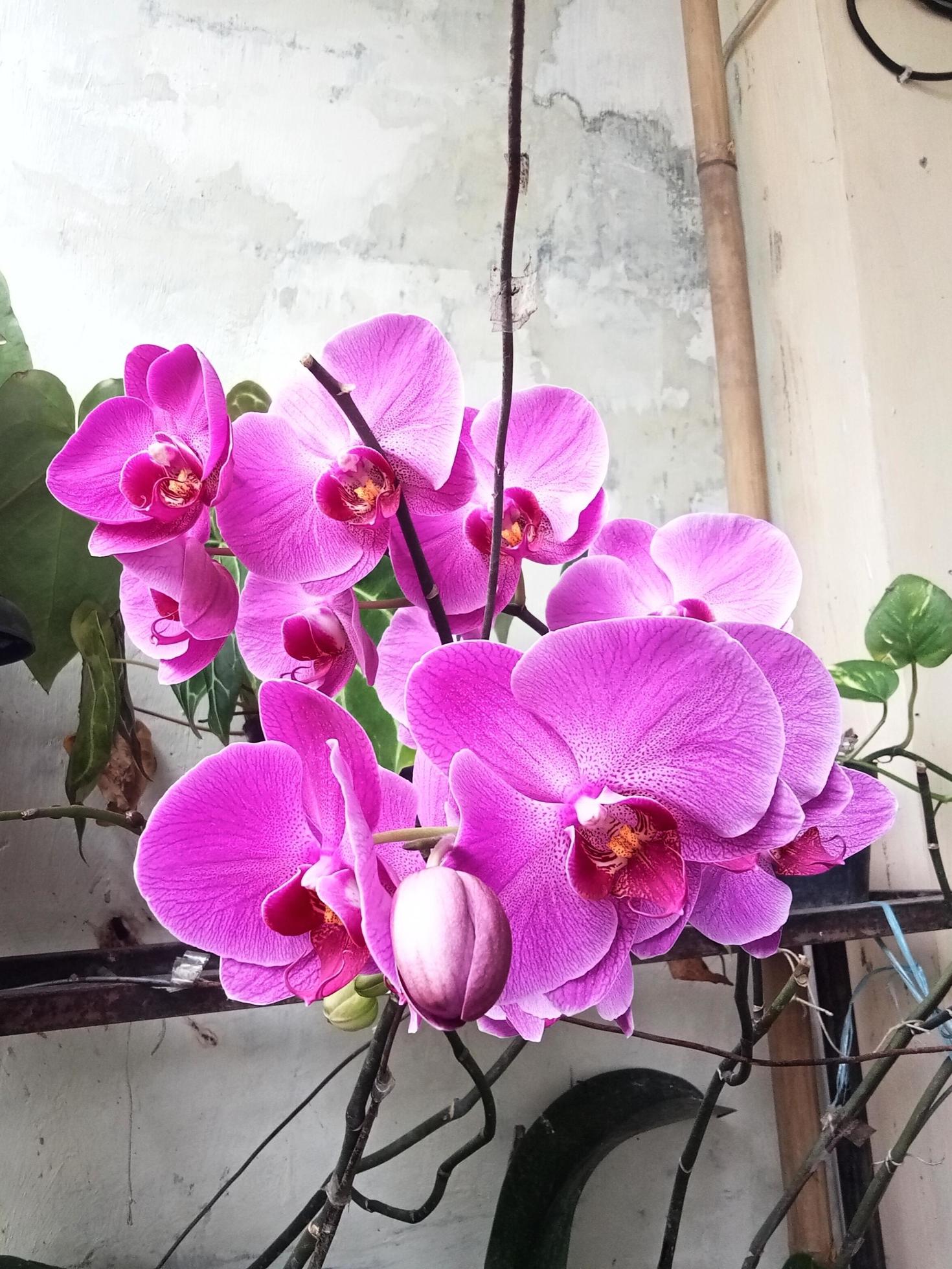 Moon Orchid or Phalaenopsis Amabilis. Orchids, Orchidaceae, are the largest family of monocot plants. Indonesian Anggrek bulan on selective focus Stock Free