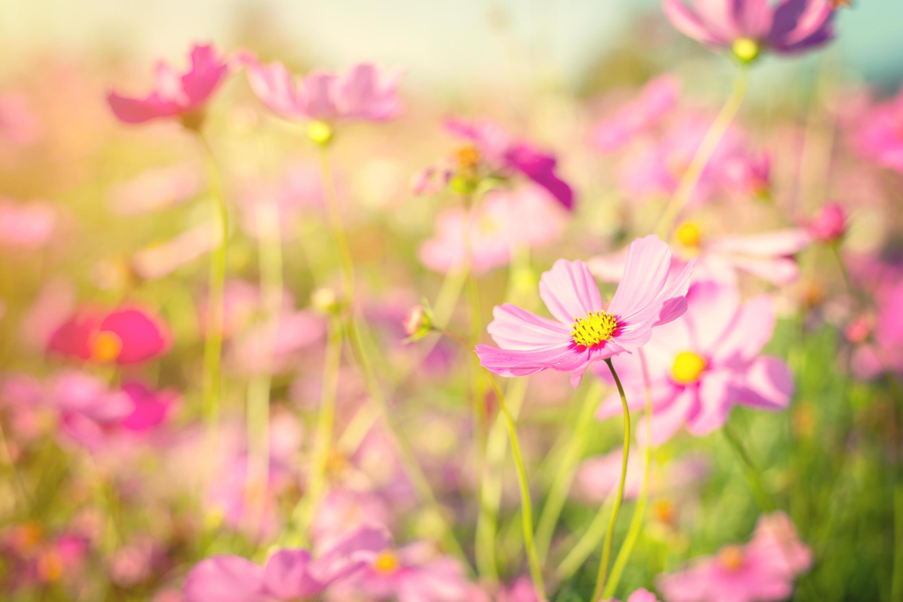 Field pink cosmos flower with vintage toned. Stock Free