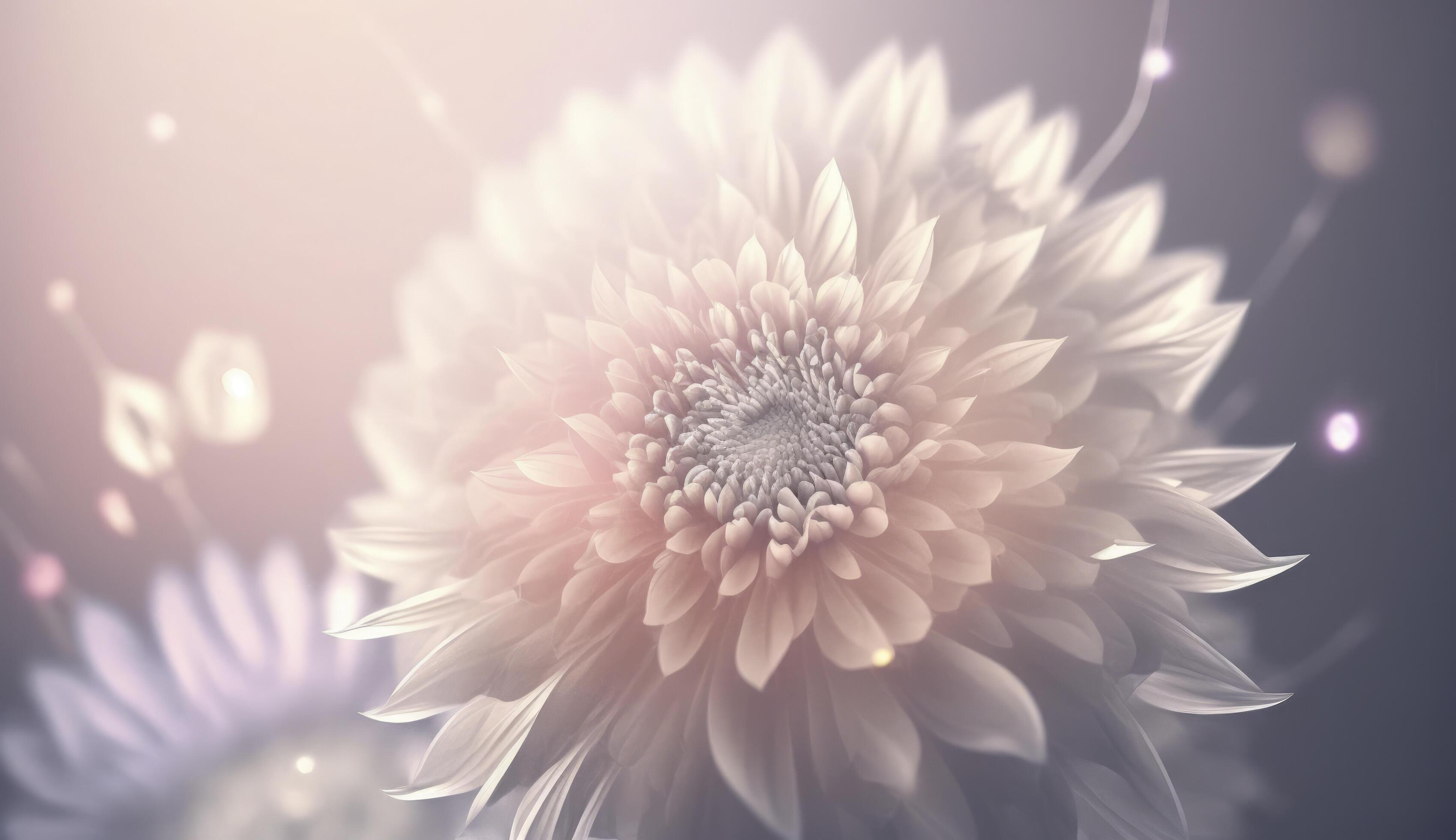 Soft dreamy sweet flower for love romance background, Stock Free