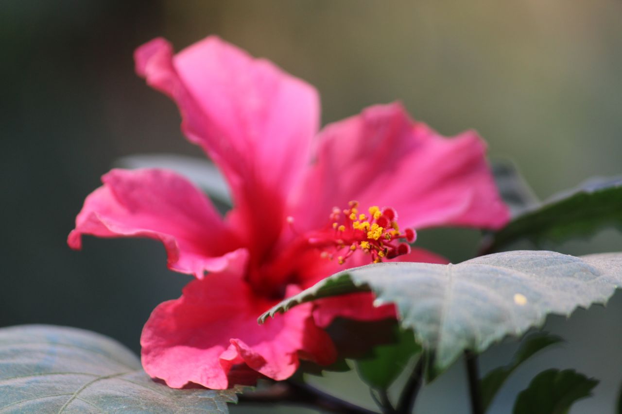 Hibiscus Flower Plant Pink Stock Free