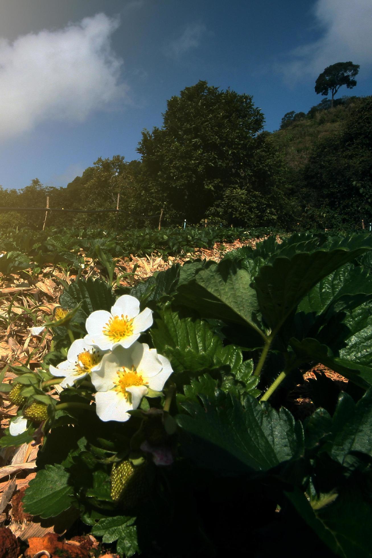 Little white Strawberry flowers with green leaves in Plantation Farm on the mountain in Thailand Stock Free