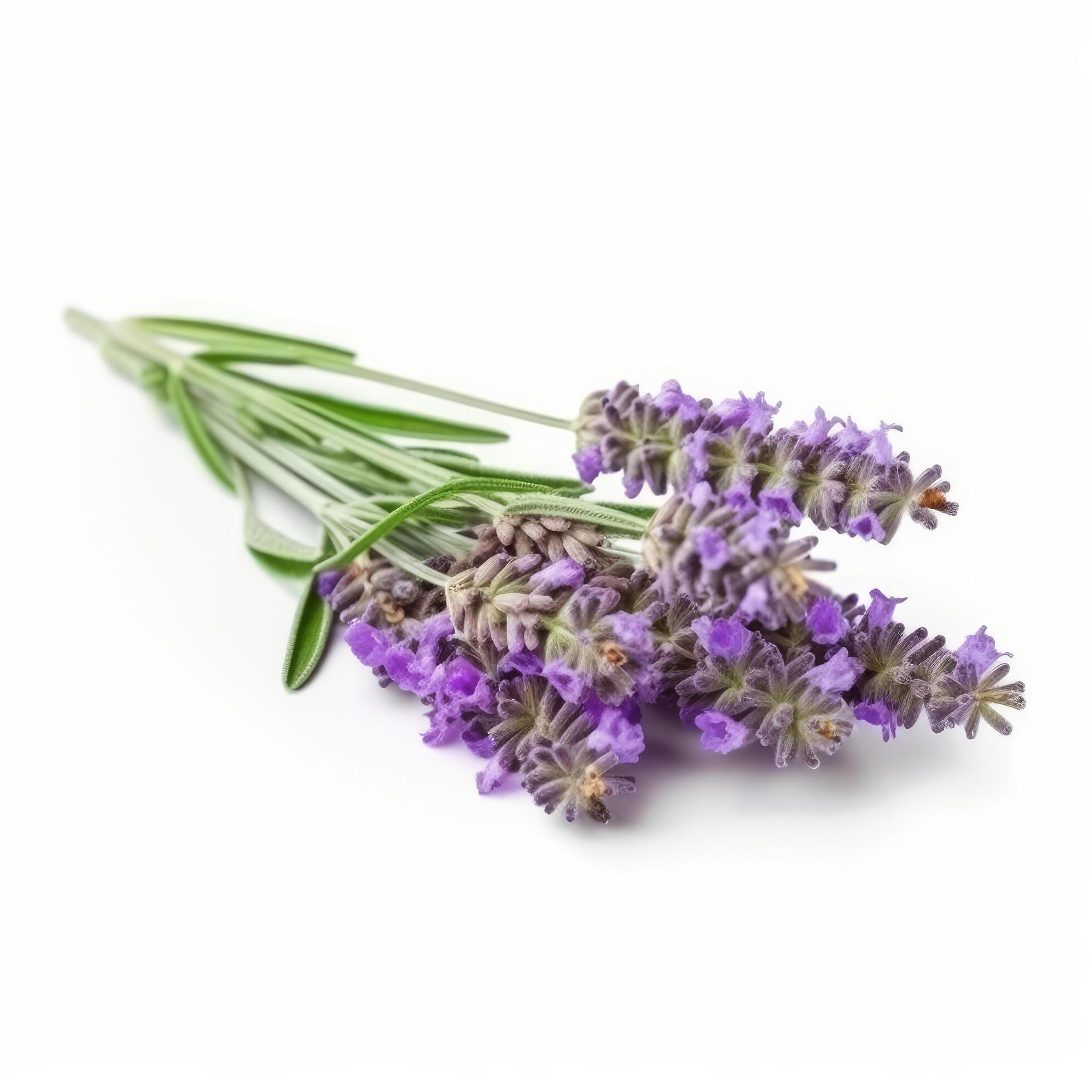 Lavender flower isolated on white. Illustration Stock Free