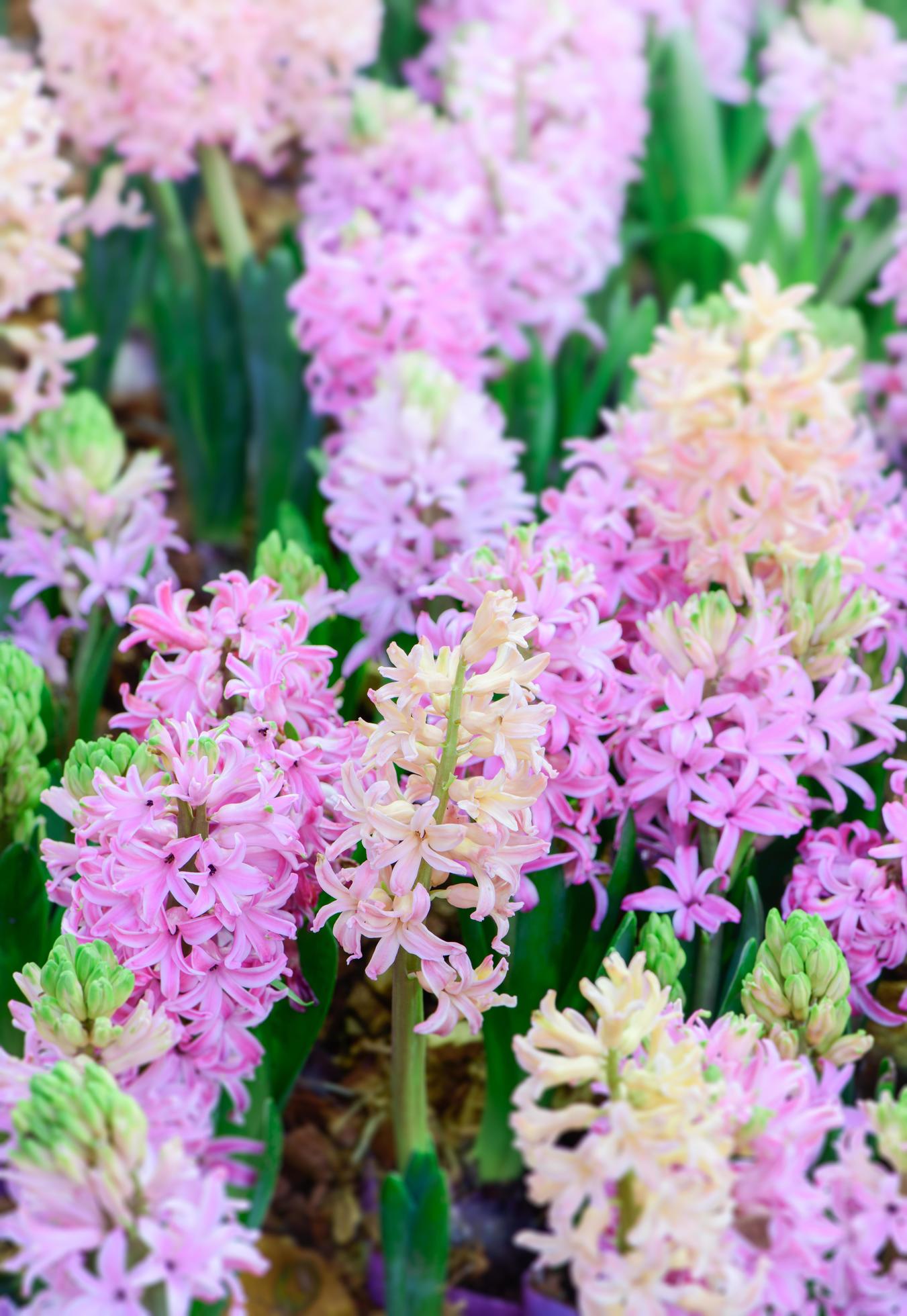 pink and orange hyacinth flower in garden Stock Free