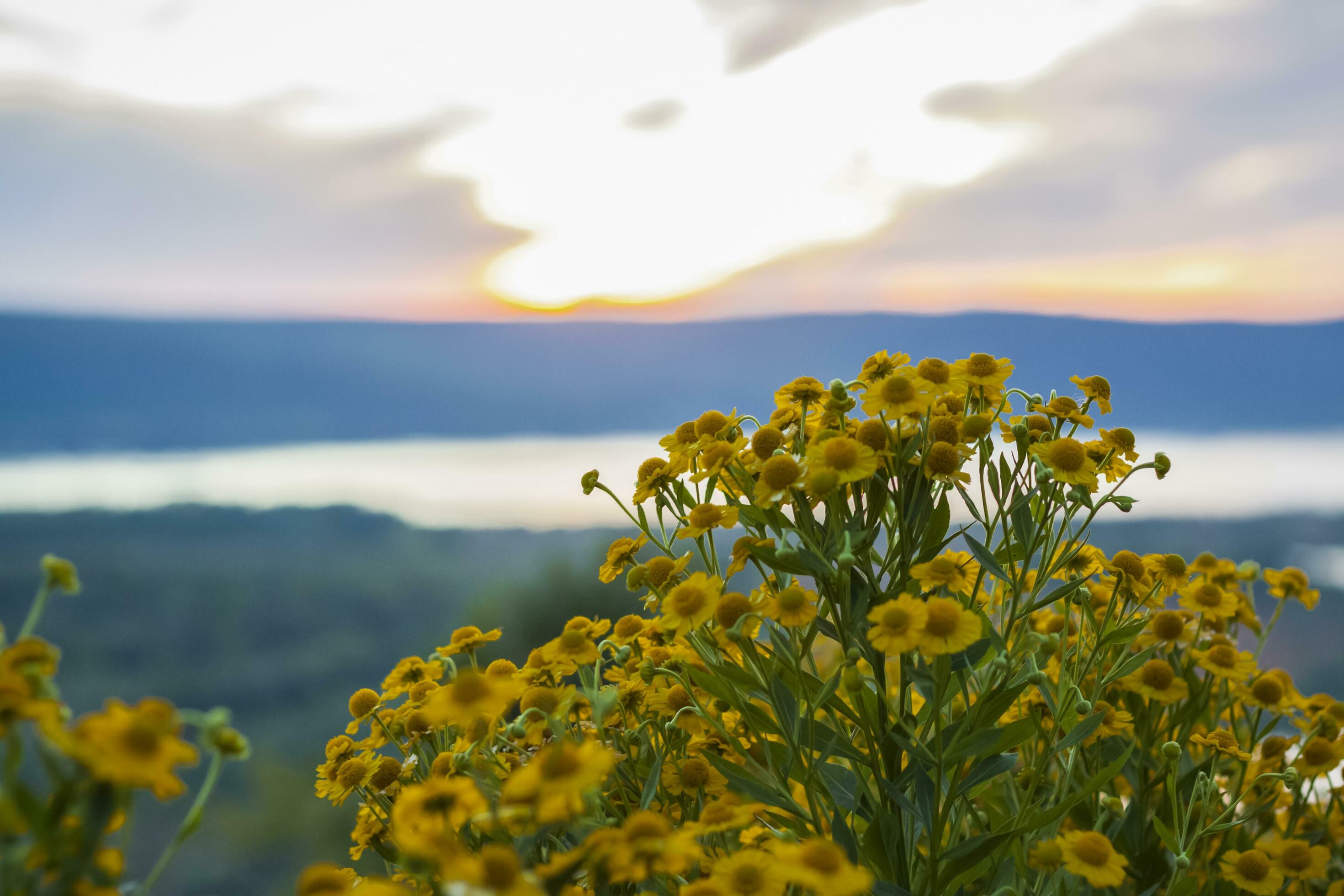 Wild bright flowers on the background of a beautiful sunset. Natural landscape. blue sky and yellow sunlight. landscape during sunset. Stock Free