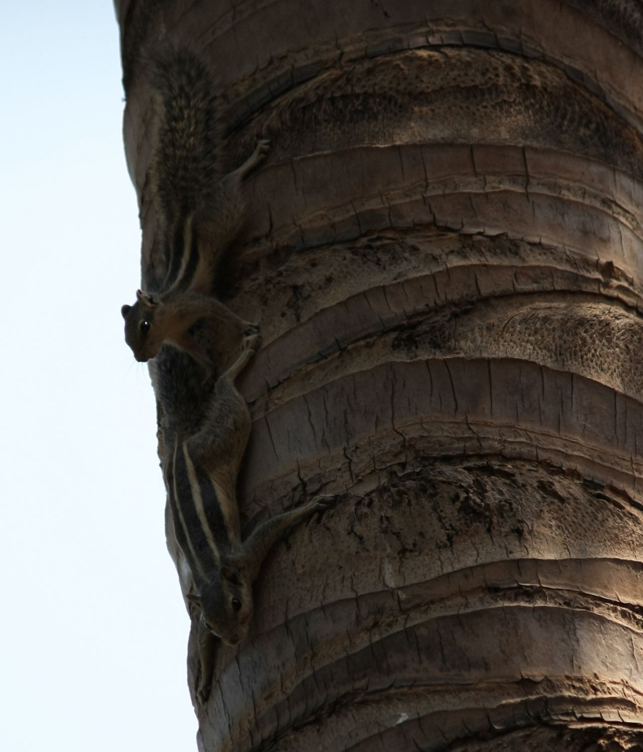 Two Squirrels Stock Free