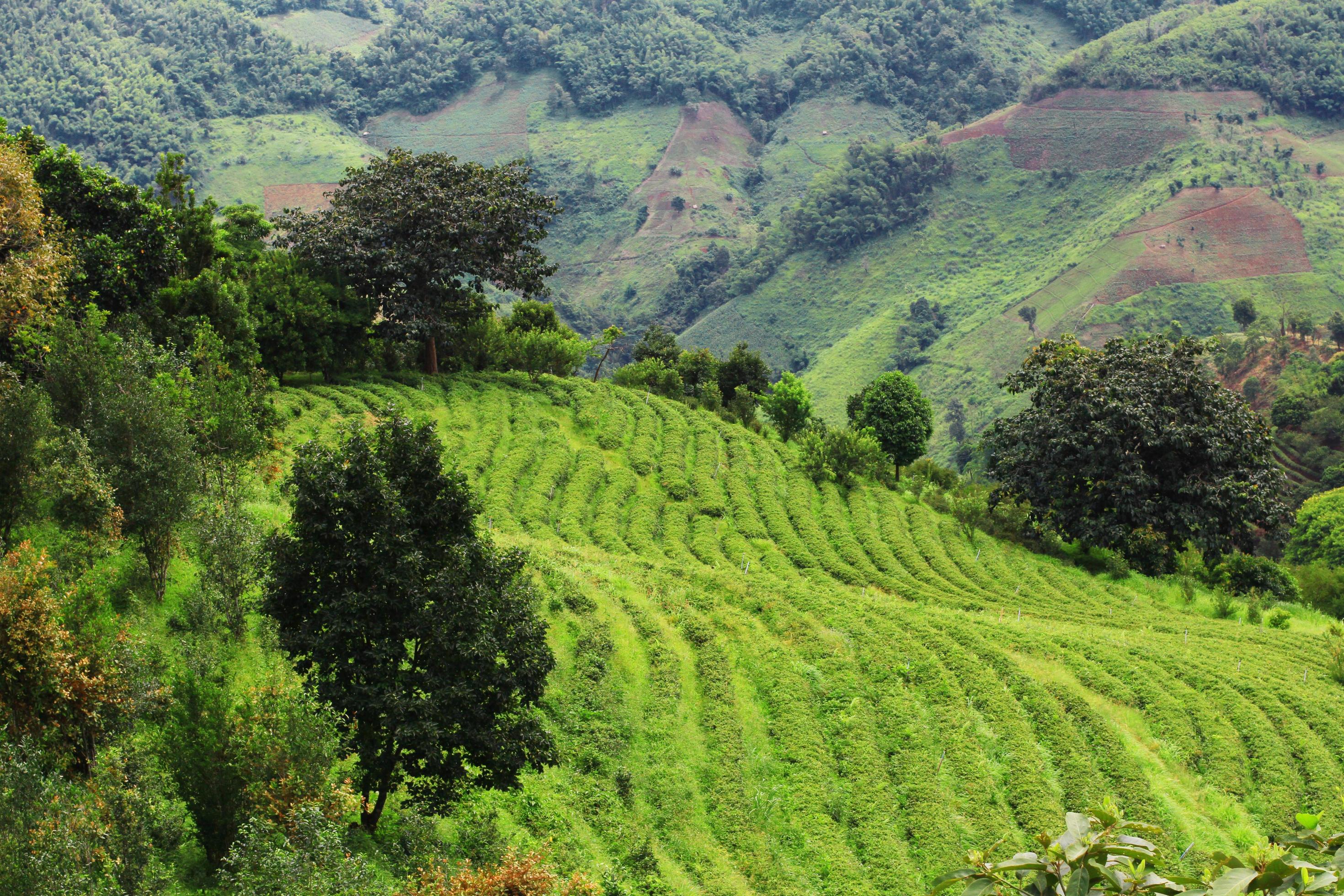 Tea Plantation in sunrise on the mountain and forest in rain season is very beautiful view in Chiangrai Province, Thailand. Stock Free