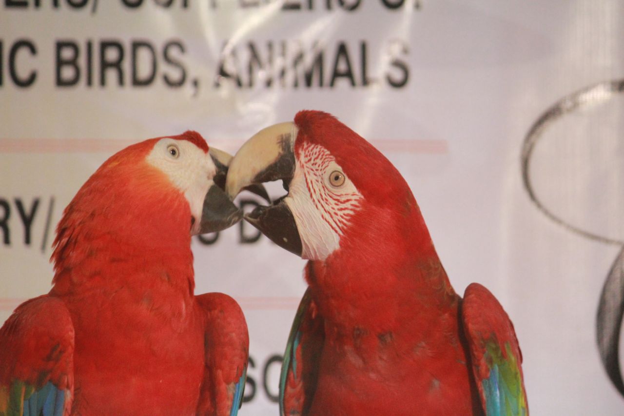 Parrot Couple Birds Stock Free