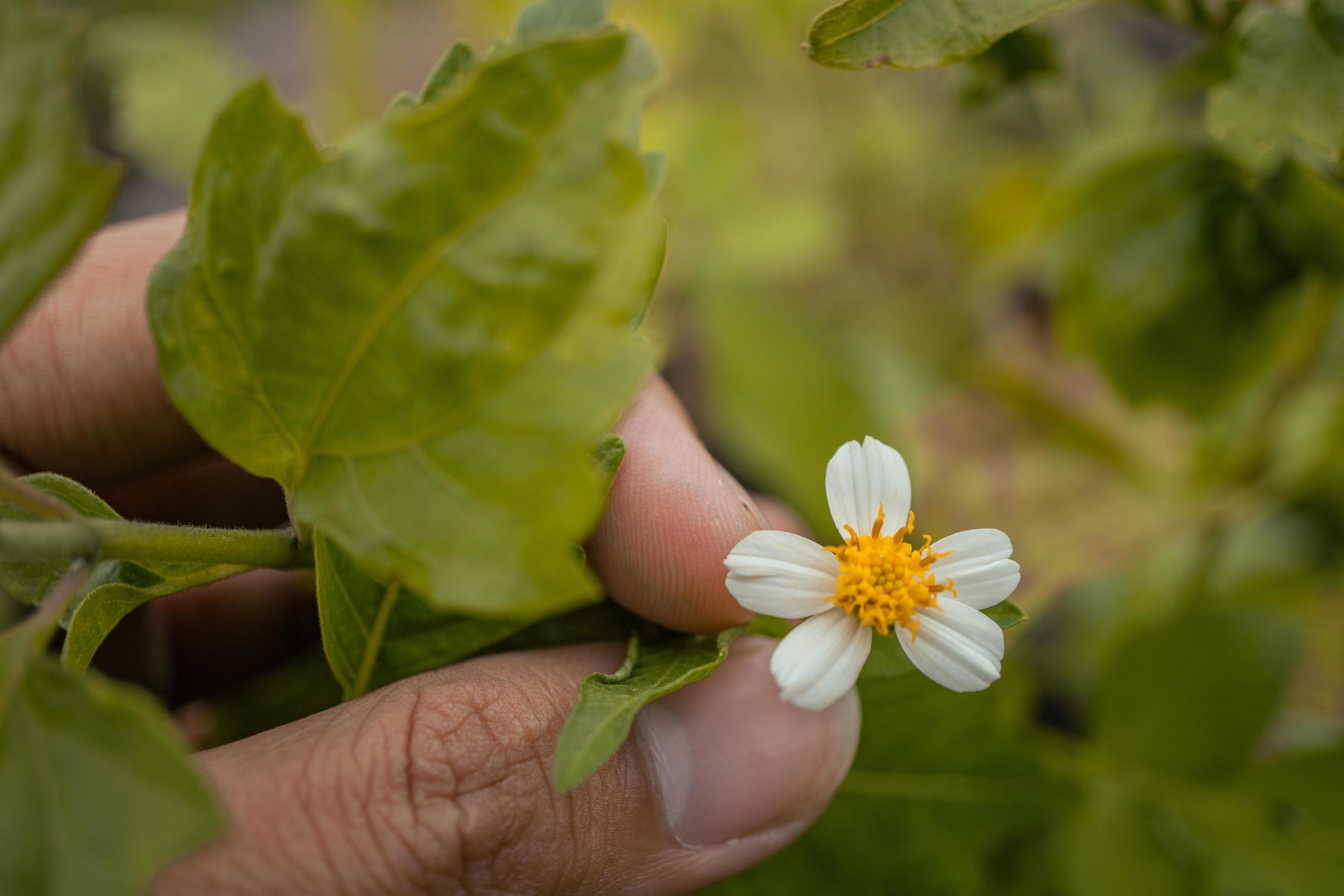 Macro photo of meadow flower white, pink yellow and violet color. The photo is suitable to use for nature flower background, poster and advertising. Stock Free