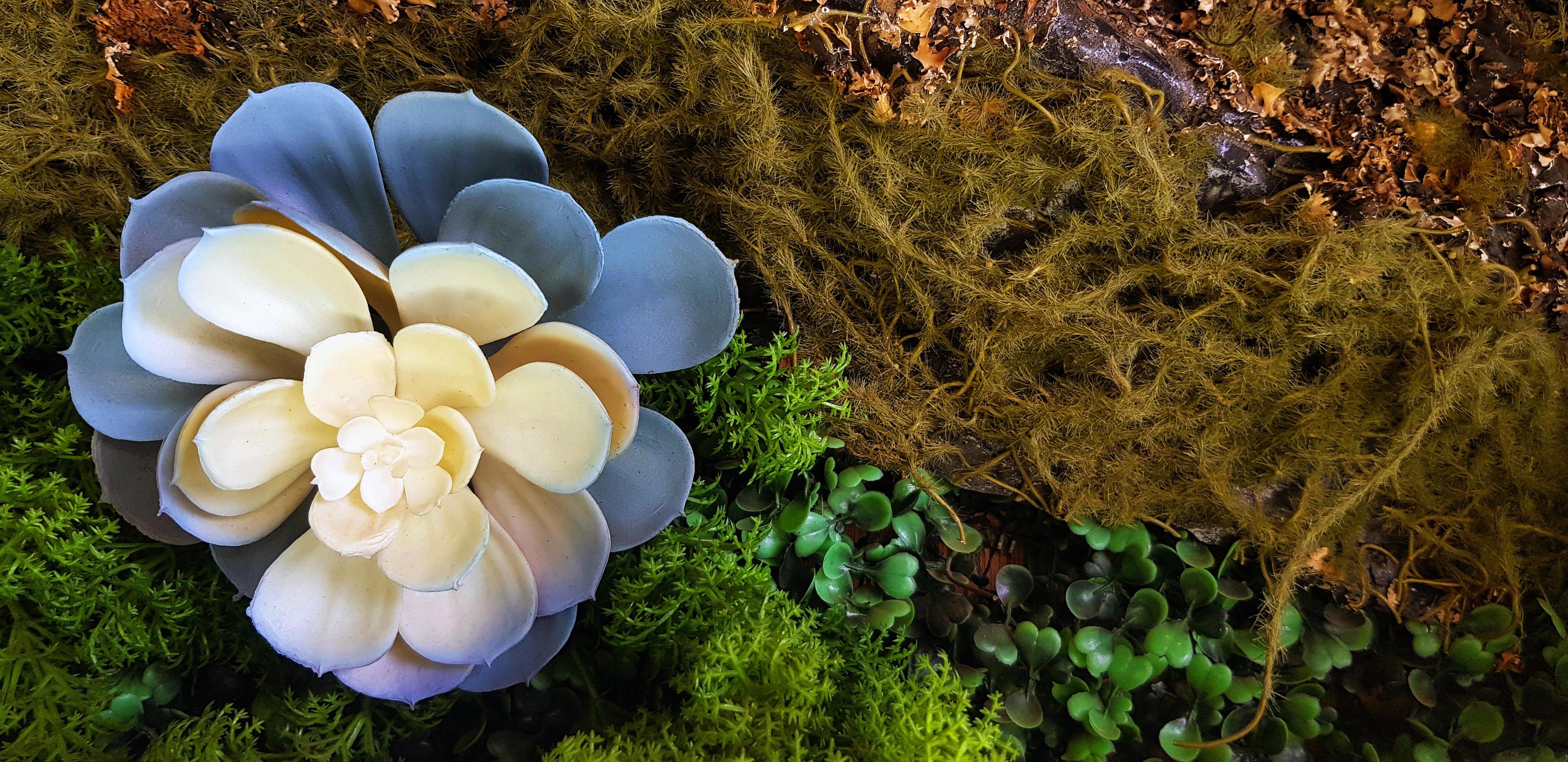 Beautiful white and blue flower on green moss and fern background with copy space. Flora or Floral on natural wallpaper or wall. Tropical tree. Stock Free