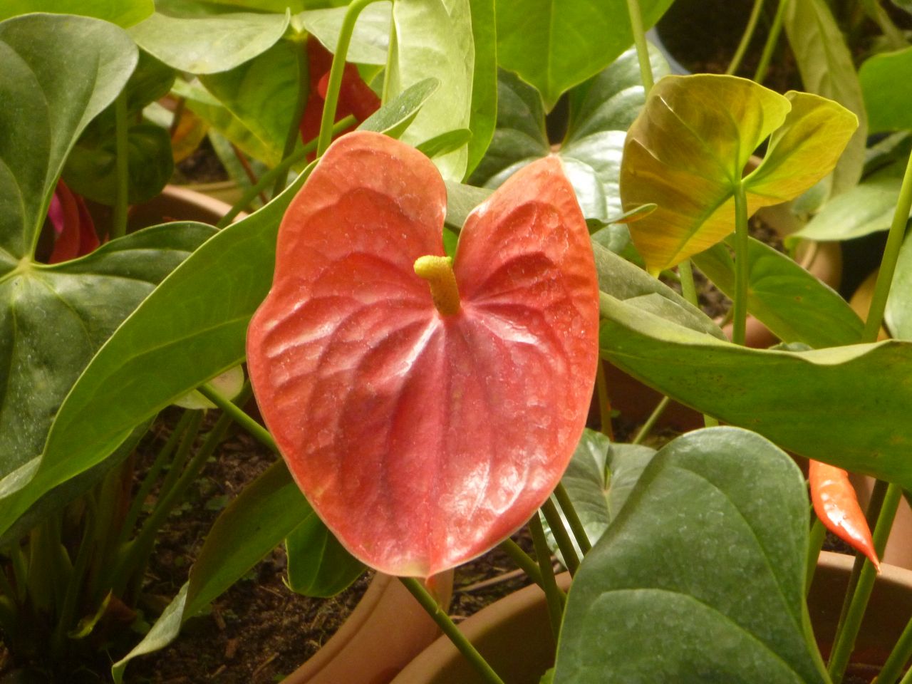 Potted Plant Red Leaf Stock Free