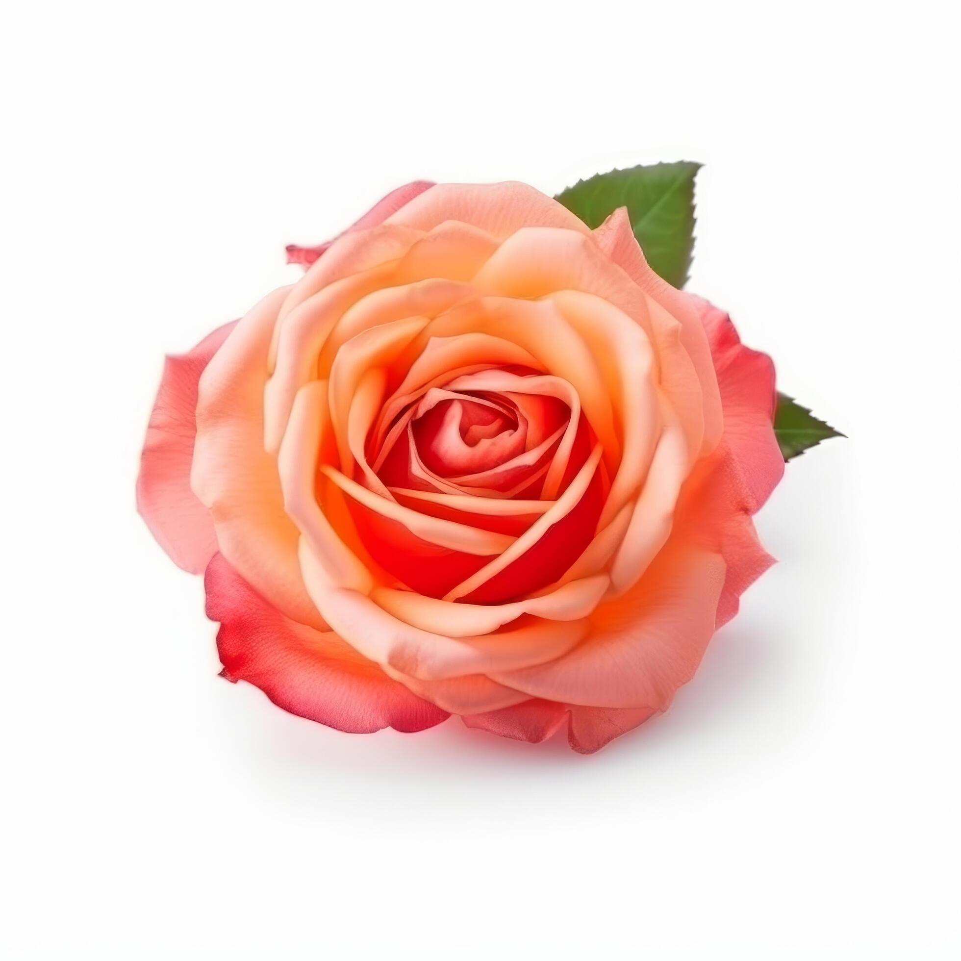 Rose flower isolated. Illustration Stock Free