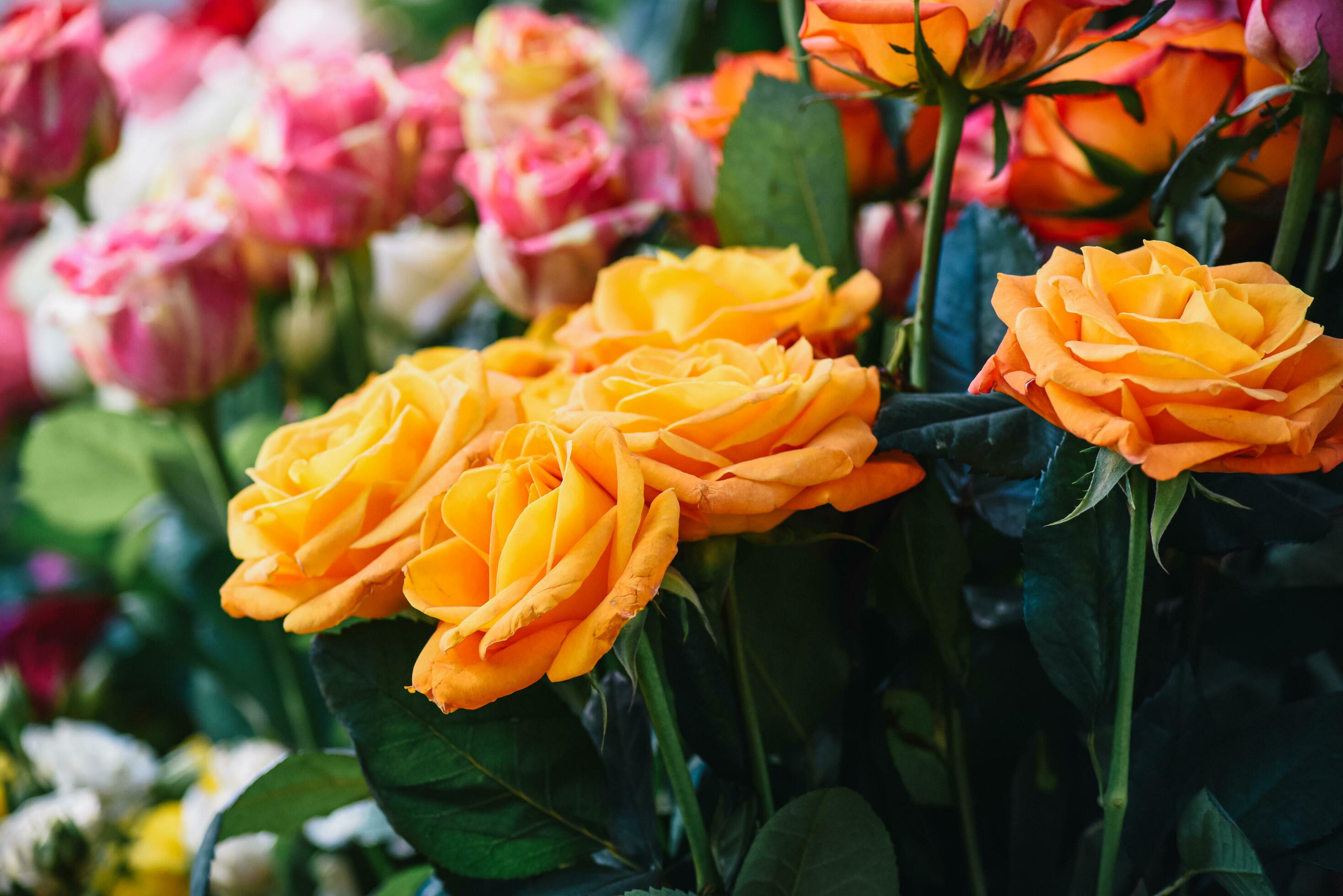 The backdrop of the colorful flowers Stock Free