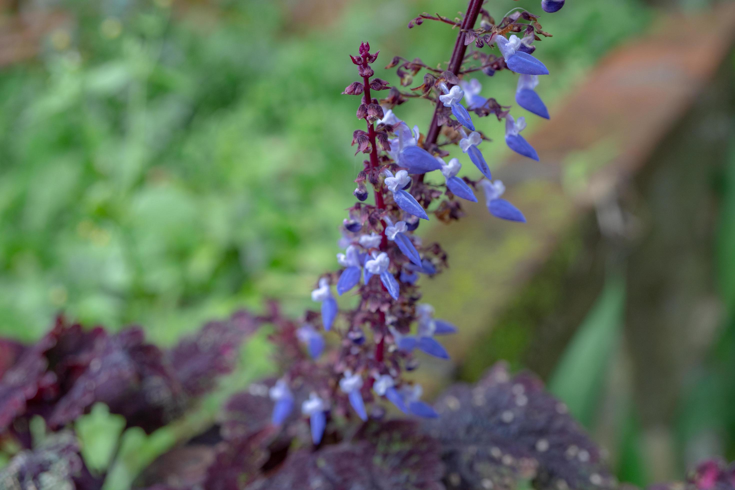 Little purple flower blossom when springtime. The photo is suitable to use for flower background, traveler poster and botanical content media. Stock Free