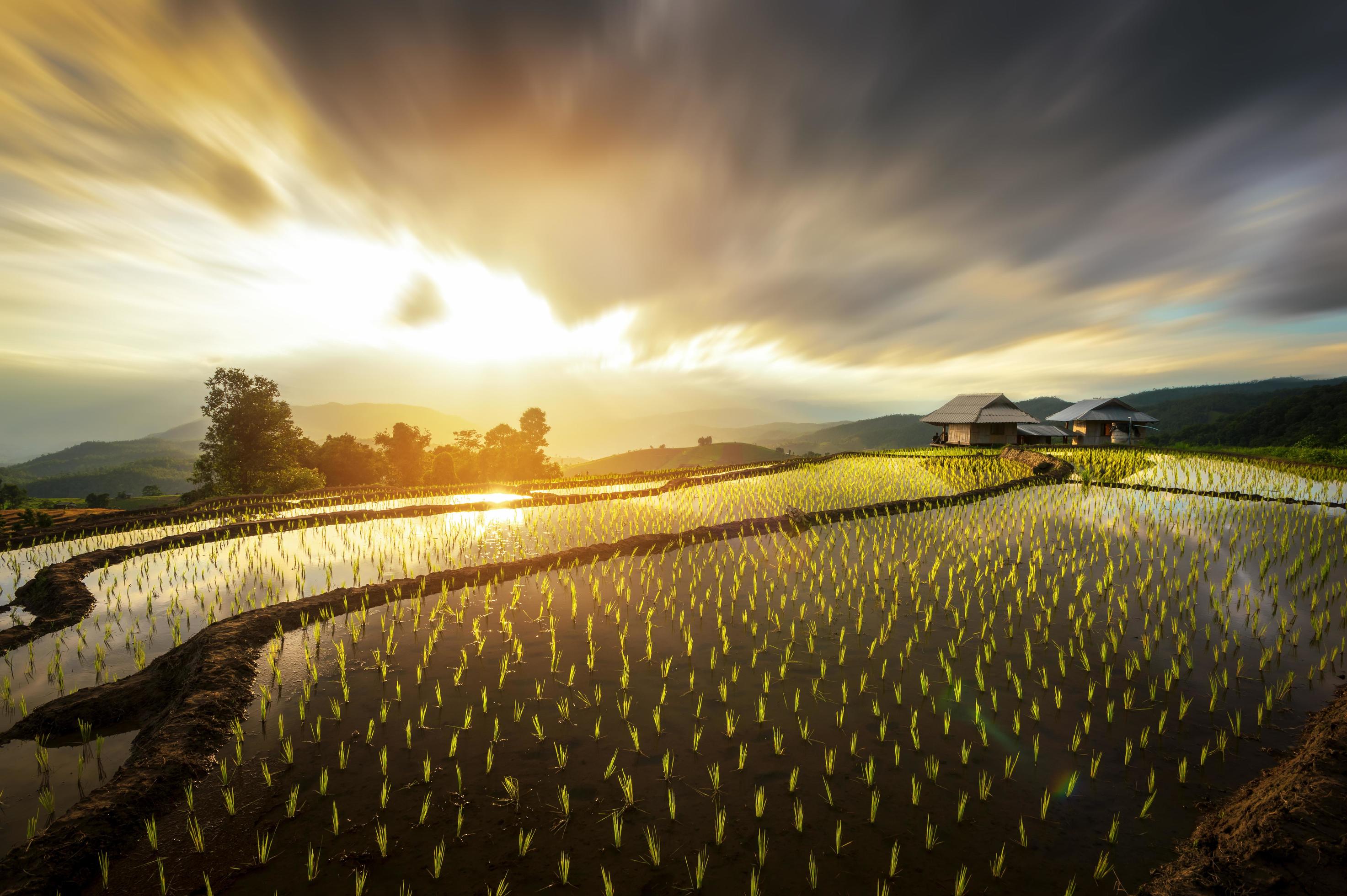 A view of rice fields, terraces, Bong Piang forest, Chiang Mai province in the morning. Stock Free