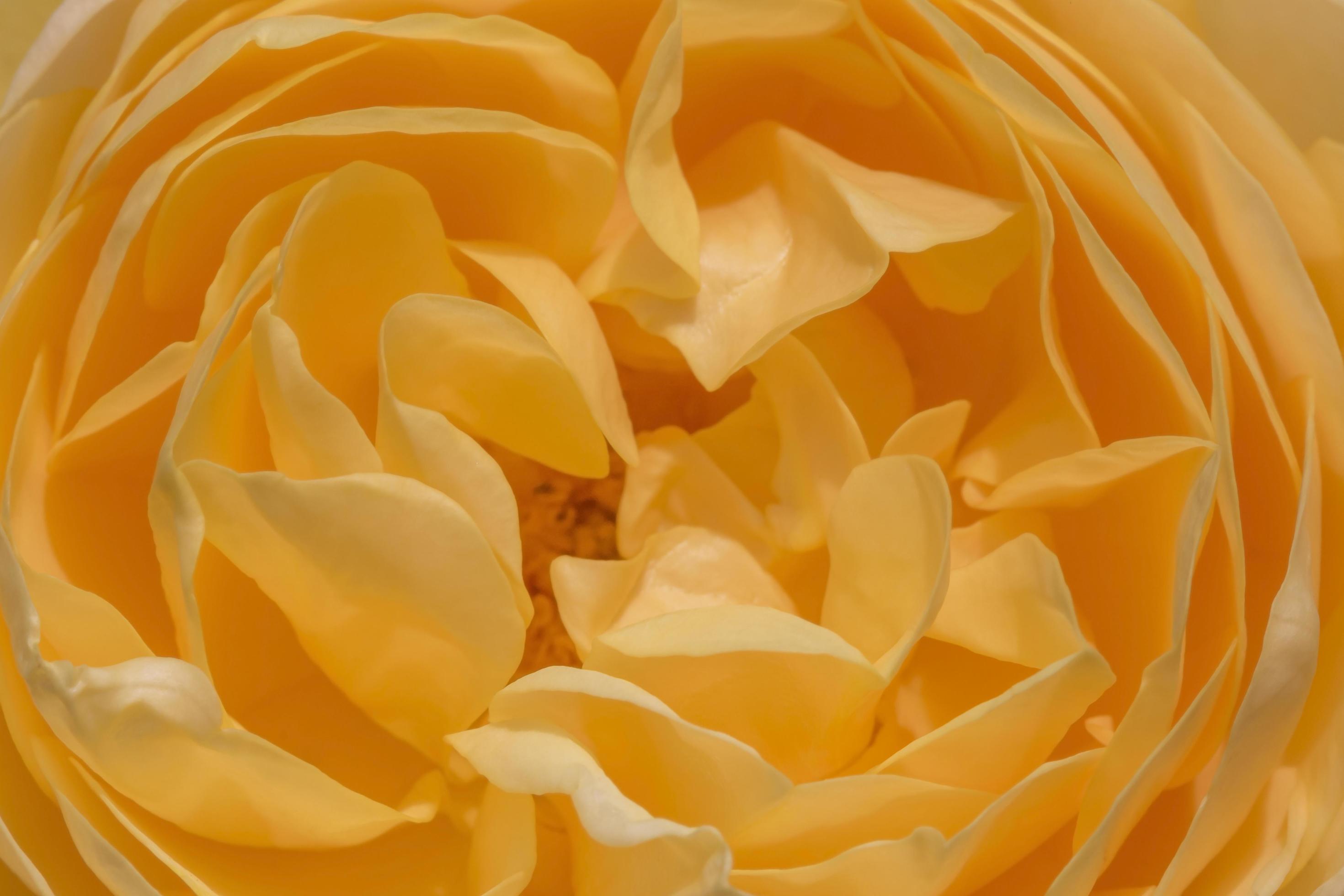 close up of yellow rose flower Stock Free