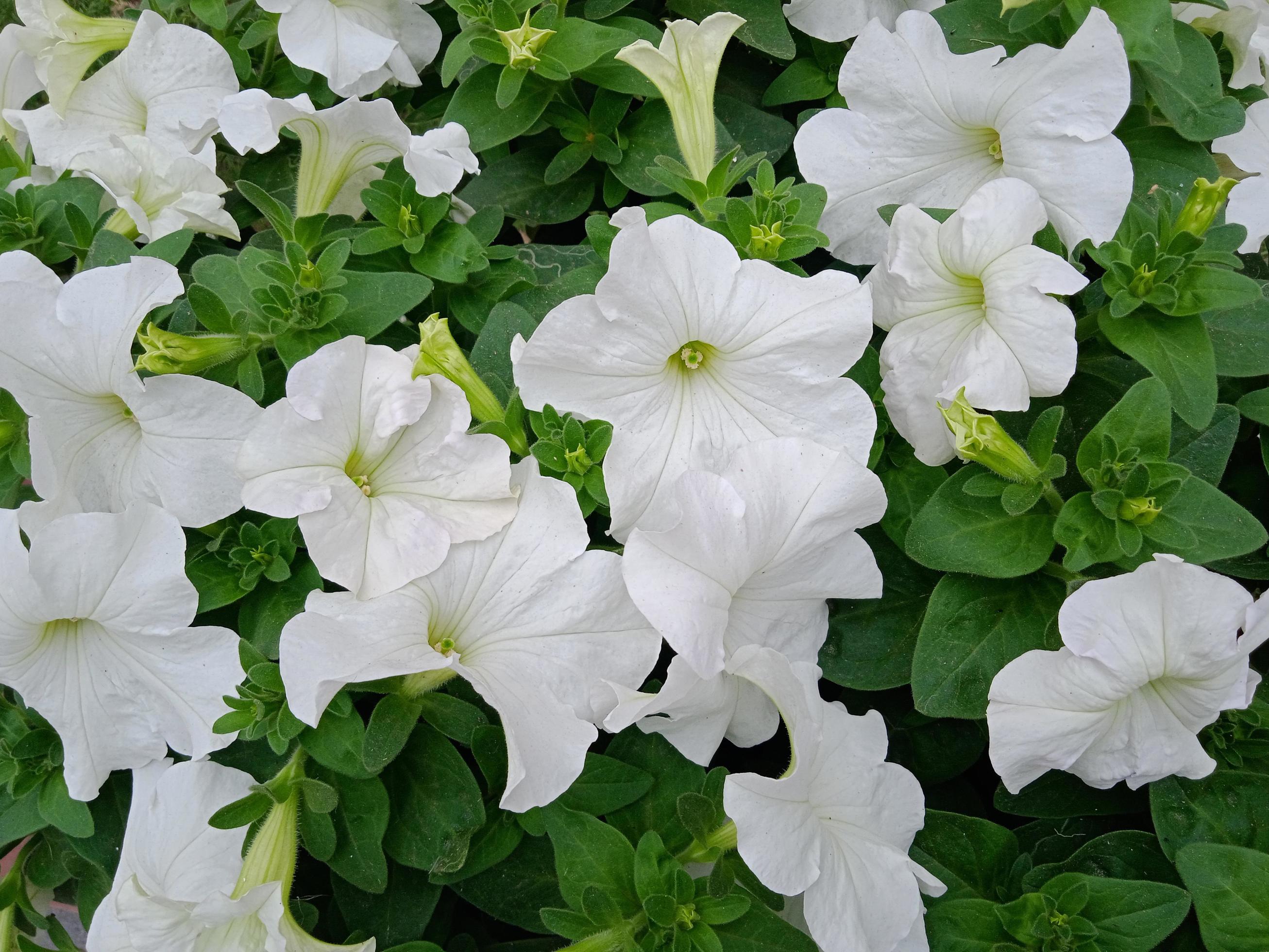 Petunia axillaris flower Stock Free