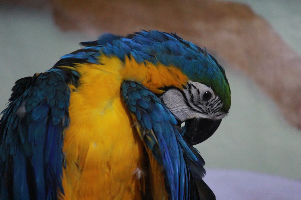 Blue And Yellow Macaw Parrot Stock Free