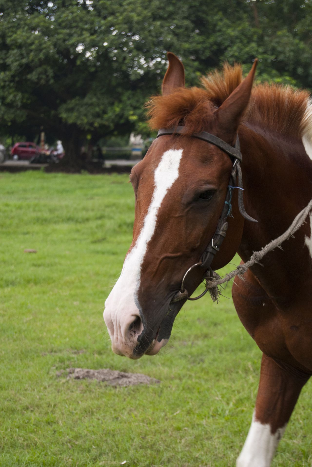 Brown Horse Stock Free