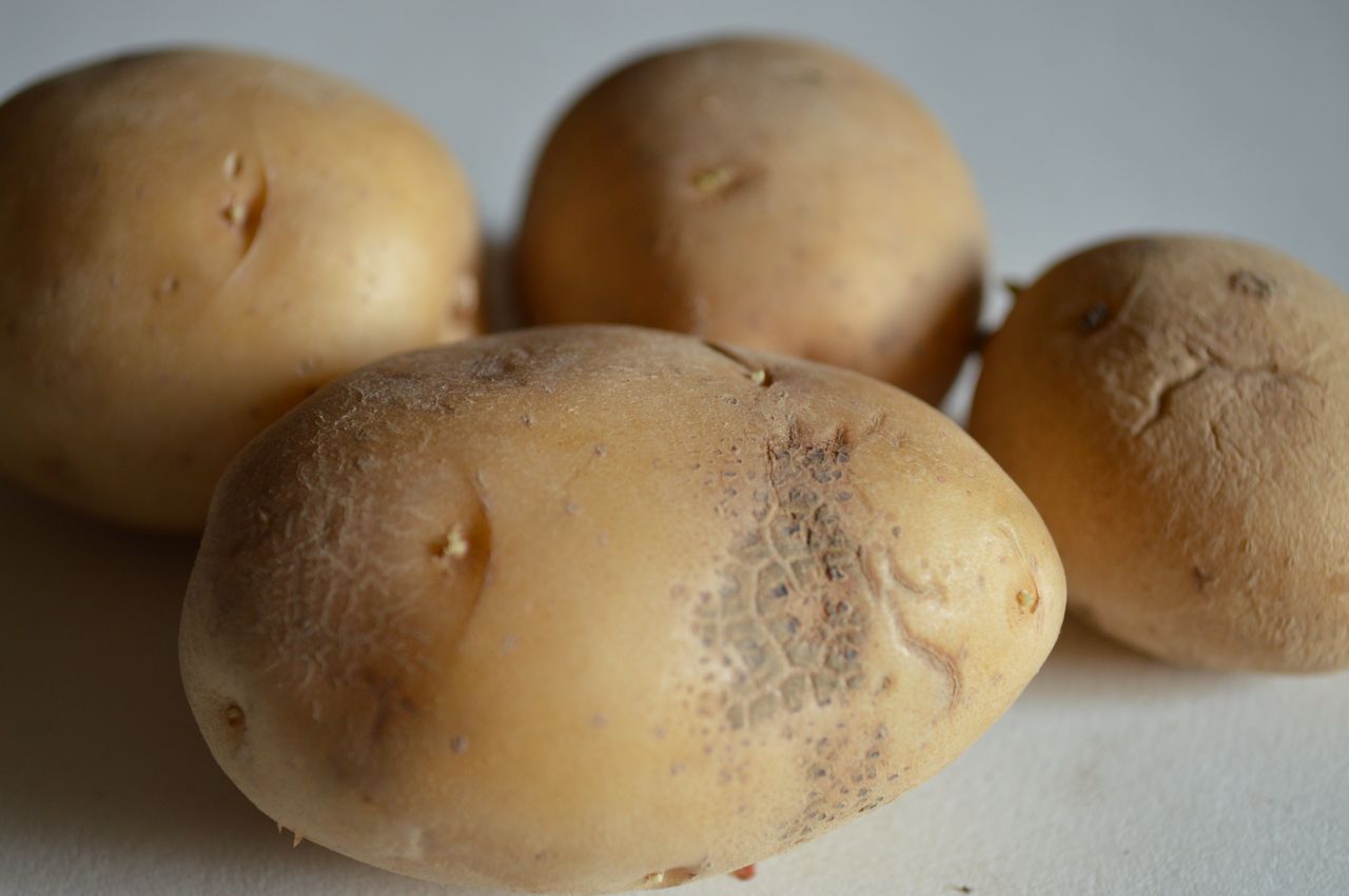 Potato Closeup Stock Free