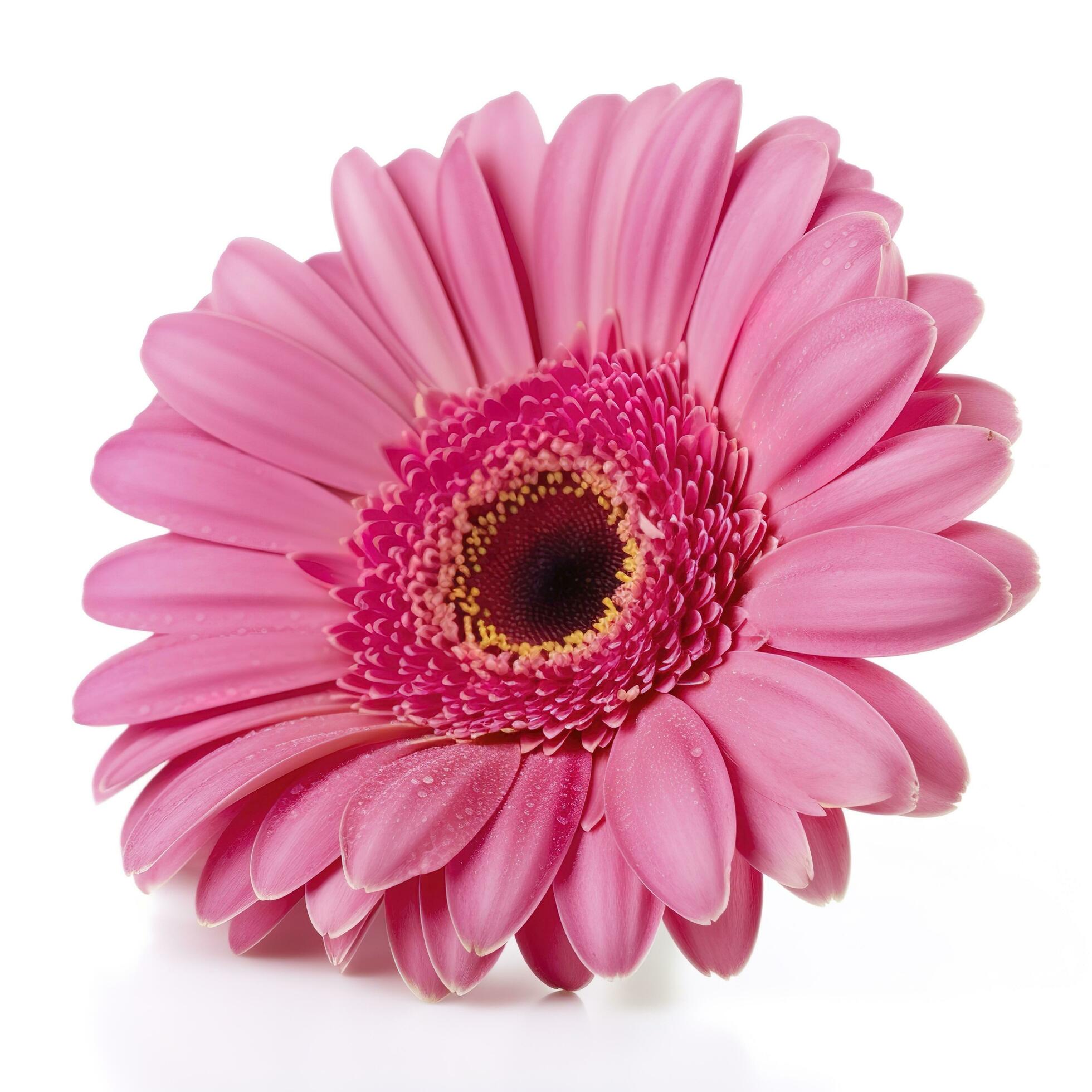 Pink gerbera flower isolated on white background, generate ai Stock Free