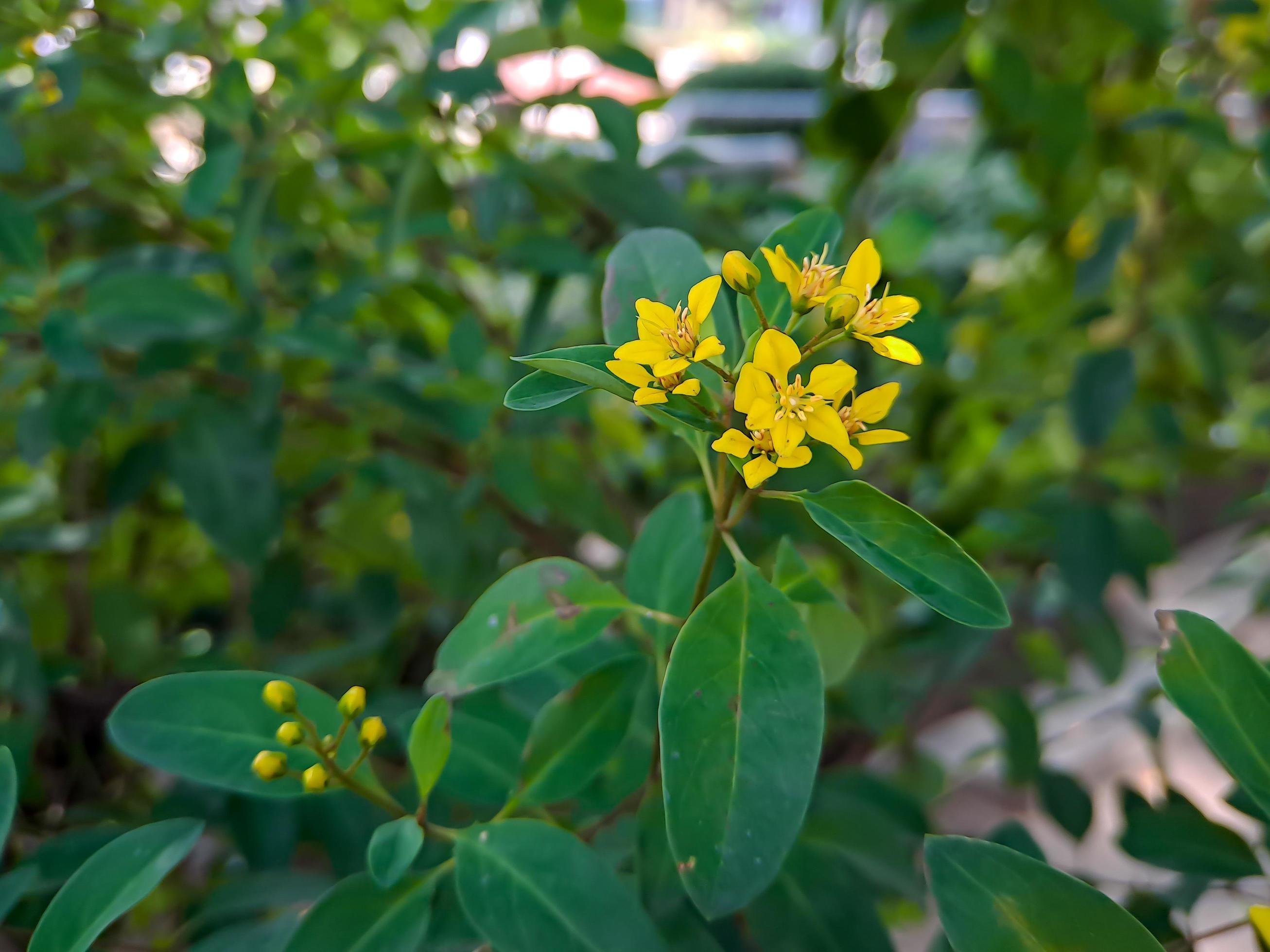 Galphimia gracilis, a species in the genus Galphimia of the family Malpighiaceae, often under the common names shower gold or shower gold Stock Free