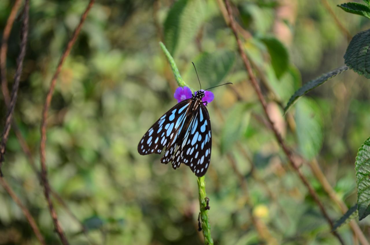 Blue Tiger Butterfly Beauty Stock Free