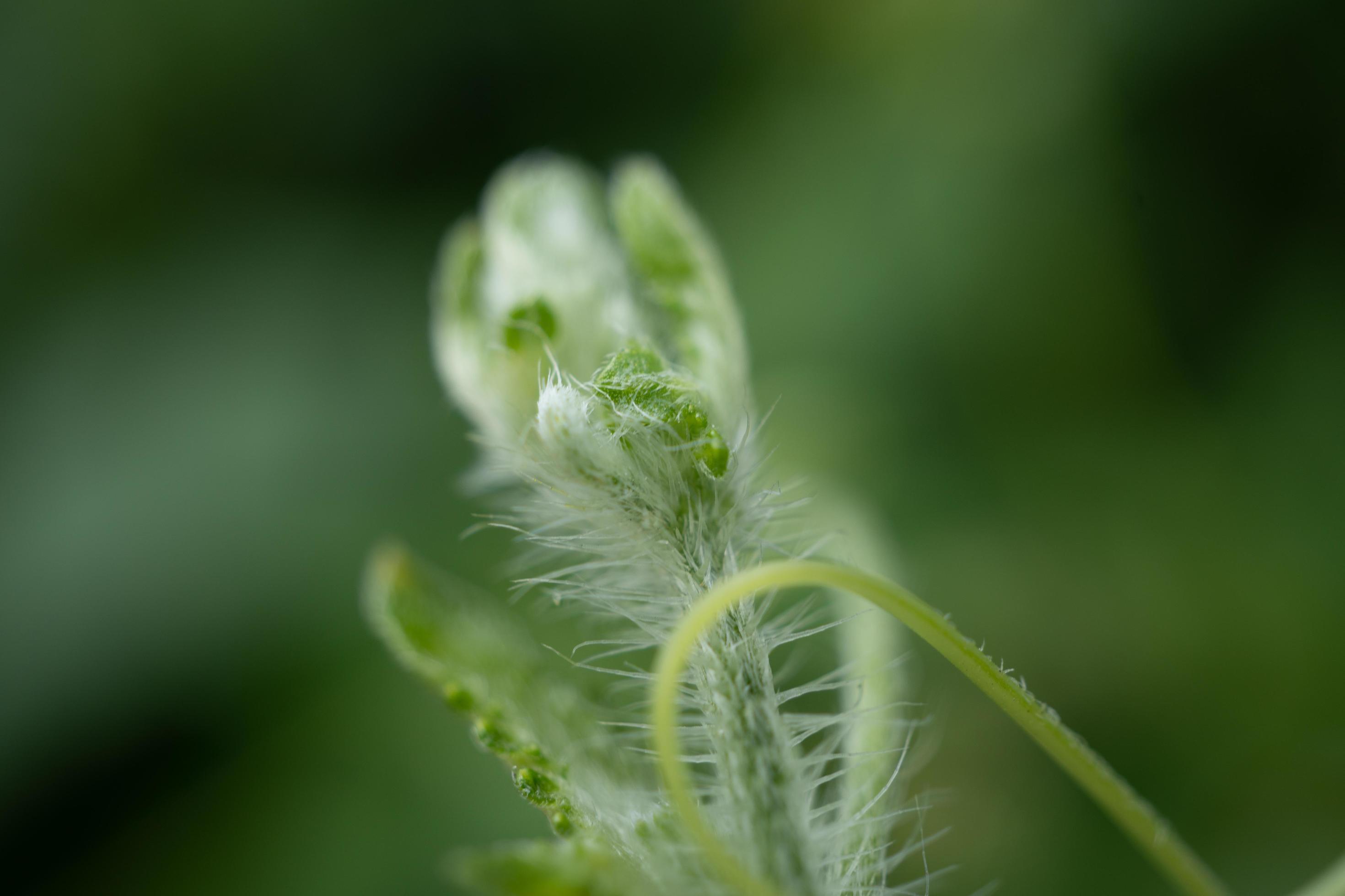 Green shoots of wild flower when spring time. The photo is suitable to use for nature background, botanical content media and nature poster. Stock Free