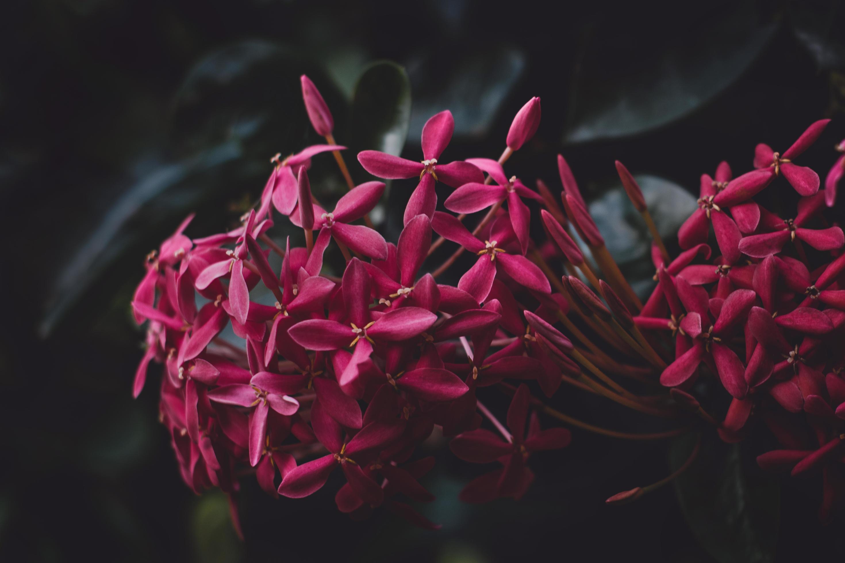 Close-up of red jasmine flowers Stock Free