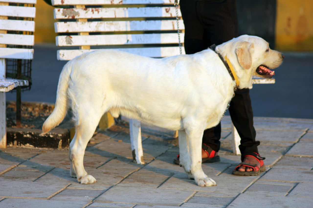 Labrador Standing Stock Free