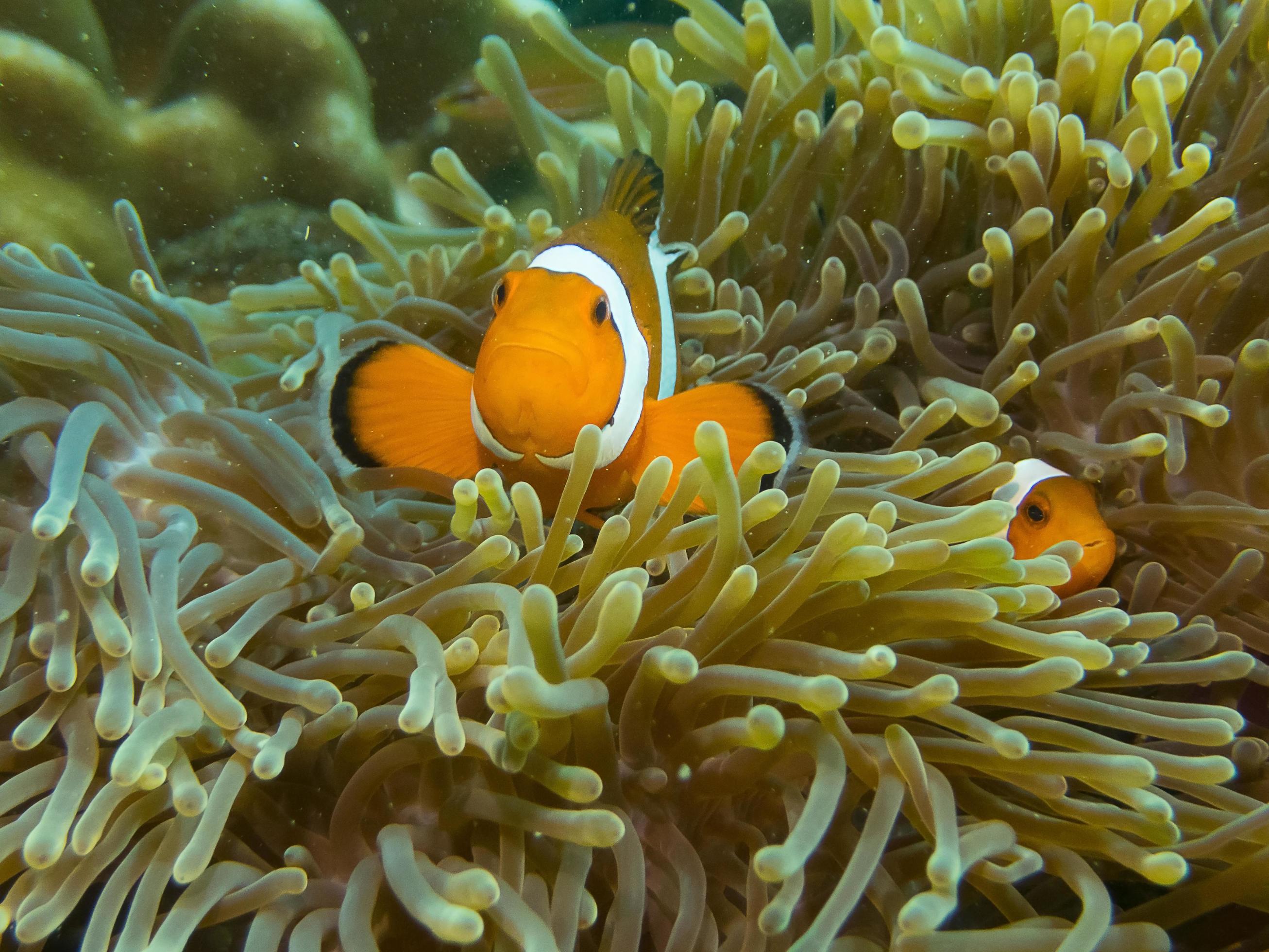 Anemones Clown fish hiding in coral reef for prevent dangerous from people.Nature of underwater at Ko Lipe the Island in Thailand. Stock Free