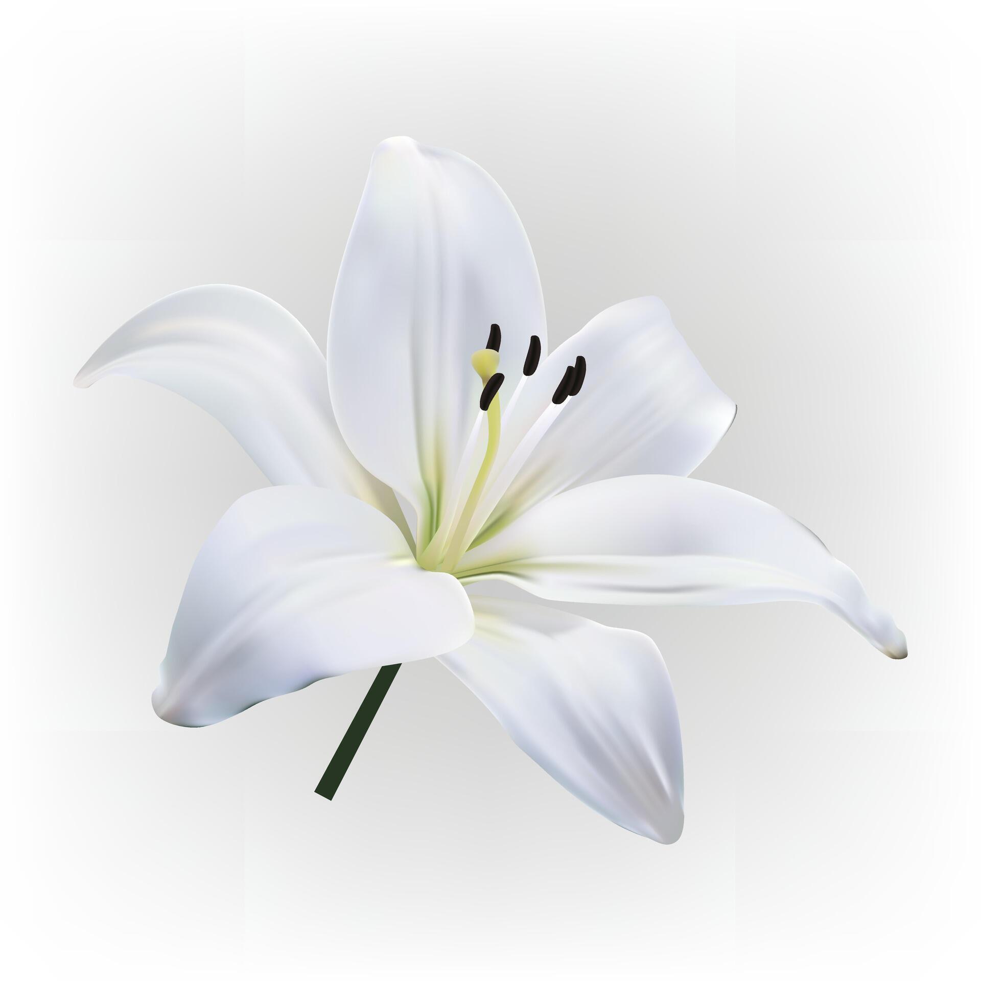 white light lily flower isolated on white background. Stock Free