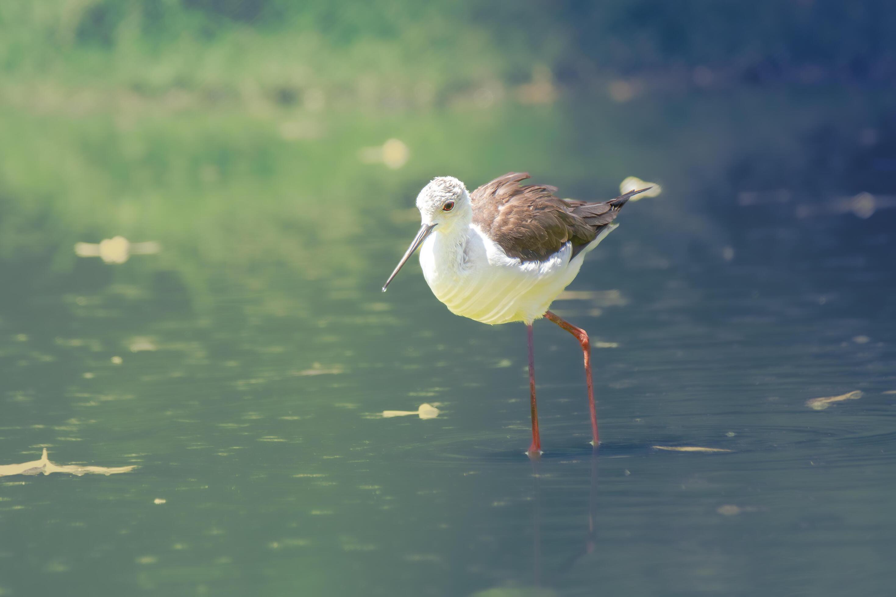 Black winged Stilt – The black-winged stilt is a widely distributed, very long-legged wader in the avocet and stilt family Recurvirostridae. Stock Free