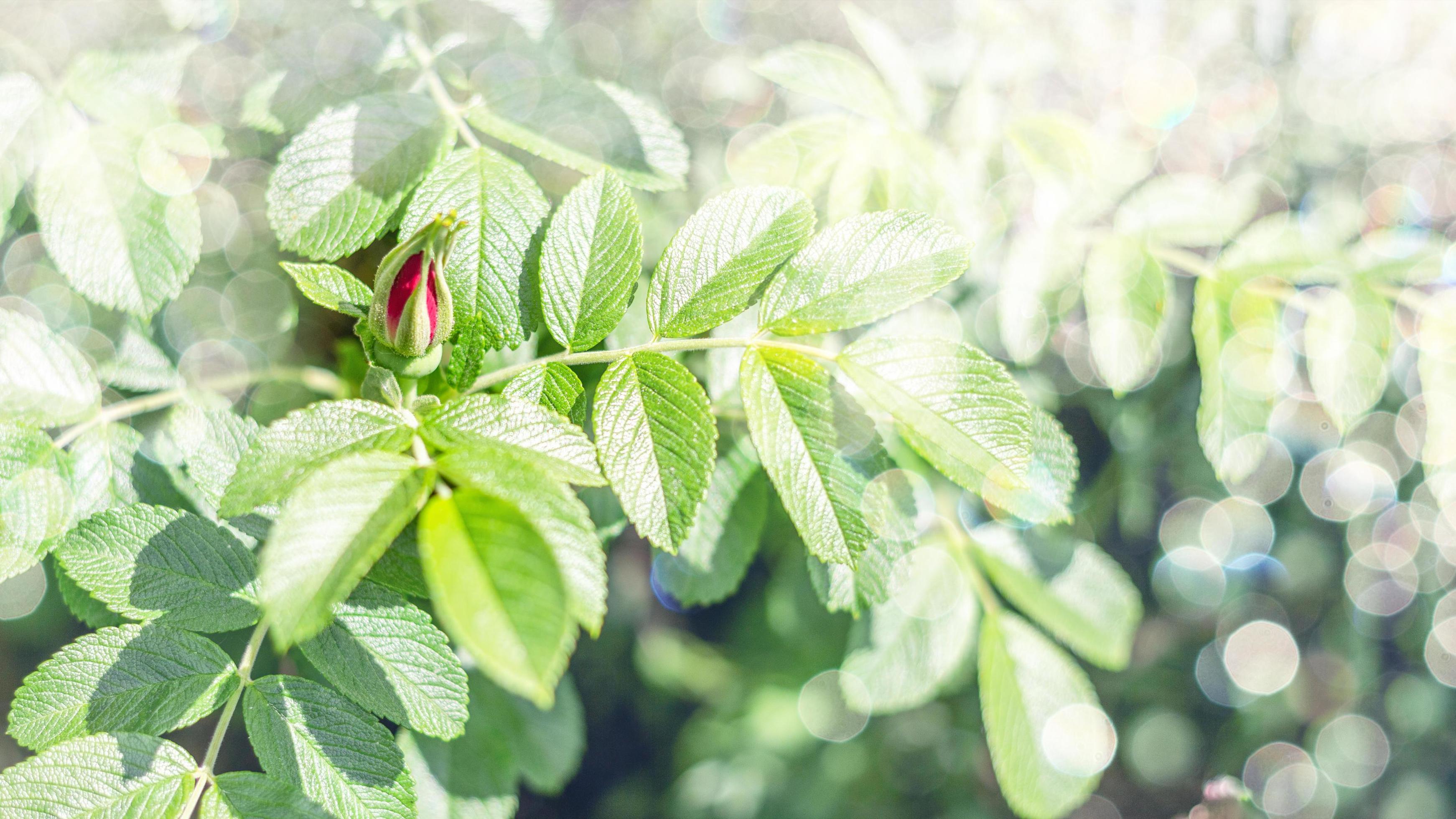 Dog rose Rosa canina pink bud on branches, beautiful wild flowering shrub, green leaves. Horizontal frame. Selective focus. Place for text. Stock Free