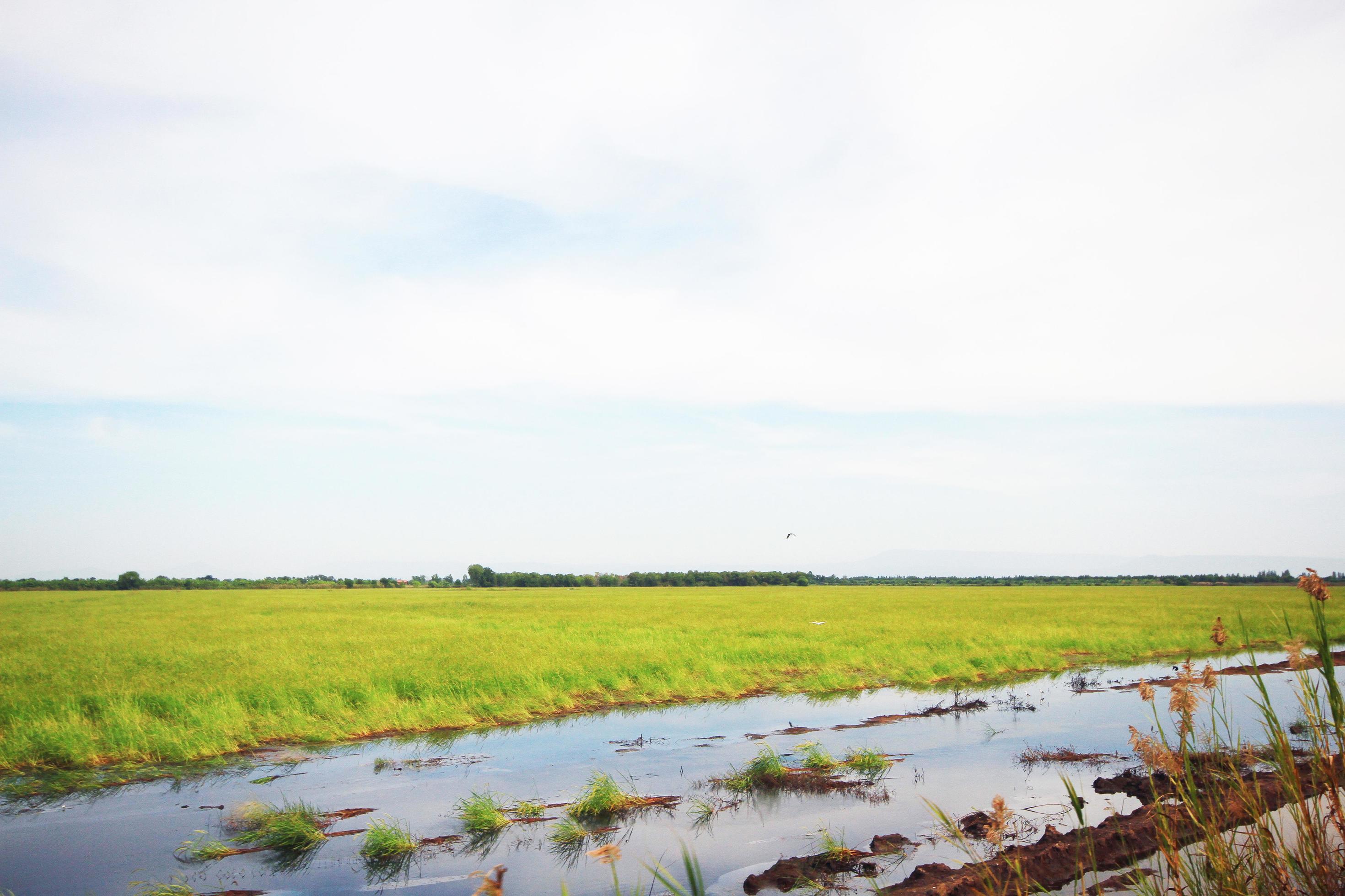 Beautiful Landscape of Fresh green rice fields and plantations near canal in Thailand Stock Free