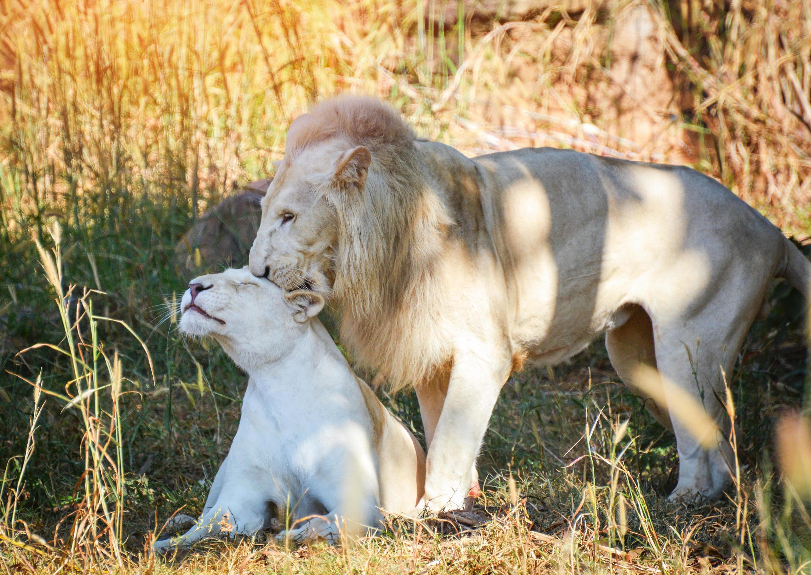 Male and female family white lion lying relaxing on grass field safari – king of the wild lion couple animal Stock Free